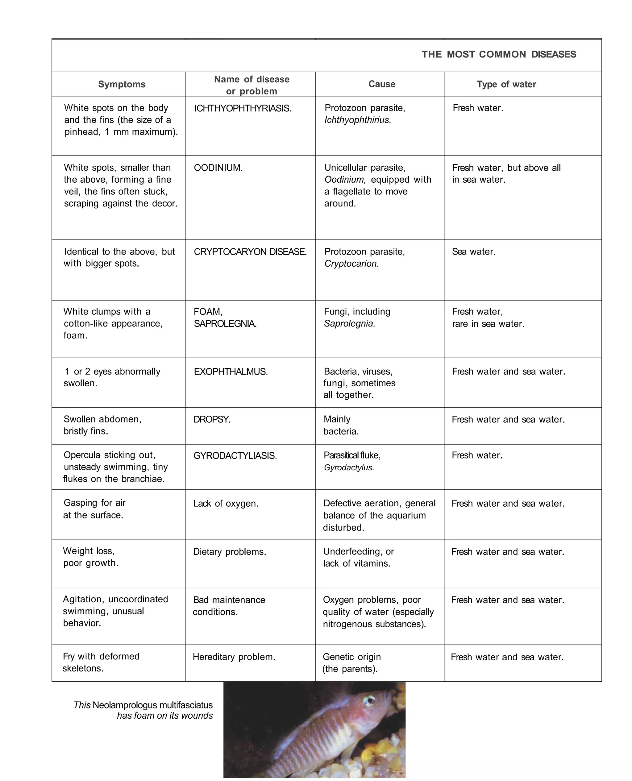 THE MOST COMMON DISEASES

                                       Name of disease
        Symptoms                                                       Cause                  Type of water
                                         or problem
White spots on the body        ICHTHYOPHTHYRIASIS.       Protozoon parasite,            Fresh water.
and the fins (the size of a                              Ichthyophthirius.
pinhead, 1 mm maximum).


White spots, smaller than      OODINIUM.                 Unicellular parasite,          Fresh water, but above all
the above, forming a fine                                Oodinium, equipped with        in sea water.
veil, the fins often stuck,                              a flagellate to move
scraping against the decor.                              around.




Identical to the above, but    CRYPTOCARYON DISEASE.     Protozoon parasite,            Sea water.
with bigger spots.                                       Cryptocarion.




White clumps with a            FOAM,                     Fungi, including               Fresh water,
cotton-like appearance,        SAPROLEGNIA.              Saprolegnia.                   rare in sea water.
foam.


1 or 2 eyes abnormally         EXOPHTHALMUS.             Bacteria, viruses,             Fresh water and sea water.
swollen.                                                 fungi, sometimes
                                                         all together.

Swollen abdomen,               DROPSY.                   Mainly                         Fresh water and sea water.
bristly fins.                                            bacteria.

Opercula sticking out,         GYRODACTYLIASIS.          Parasitical fluke,             Fresh water.
unsteady swimming, tiny                                  Gyrodactylus.
flukes on the branchiae.

Gasping for air                Lack of oxygen.           Defective aeration, general    Fresh water and sea water.
at the surface.                                          balance of the aquarium
                                                         disturbed.

Weight loss,                   Dietary problems.         Underfeeding, or               Fresh water and sea water.
poor growth.                                             lack of vitamins.


Agitation, uncoordinated       Bad maintenance           Oxygen problems, poor          Fresh water and sea water.
swimming, unusual              conditions.               quality of water (especially
behavior.                                                nitrogenous substances).


Fry with deformed              Hereditary problem.       Genetic origin                 Fresh water and sea water.
skeletons.                                               (the parents).


  This Neolamprologus multifasciatus
            has foam on its wounds
 