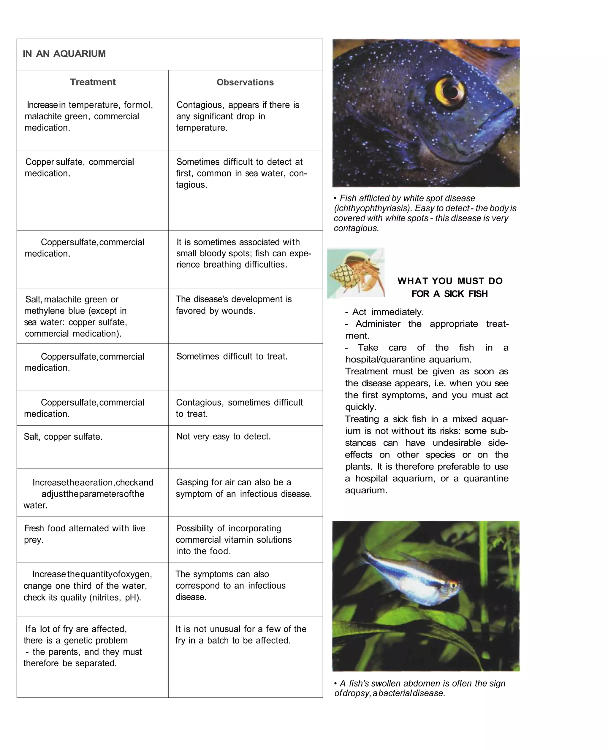 IN AN AQUARIUM


            Treatment                          Observations

Increase in temperature, formol,     Contagious, appears if there is
malachite green, commercial          any significant drop in
medication.                          temperature.


Copper sulfate, commercial           Sometimes difficult to detect at
medication.                          first, common in sea water, con-
                                     tagious.
                                                                          • Fish afflicted by white spot disease
                                                                          (ichthyophthyriasis). Easy to detect - the body is
                                                                          covered with white spots - this disease is very
                                                                          contagious.
   Copper sulfate, commercial        It is sometimes associated with
medication.                          small bloody spots; fish can expe-
                                     rience breathing difficulties.
                                                                                           WHAT YOU MUST DO
                                                                                             FOR A SICK FISH
Salt, malachite green or             The disease's development is
methylene blue (except in            favored by wounds.                      - Act immediately.
sea water: copper sulfate,                                                   - Administer the appropriate treat-
commercial medication).                                                      ment.
                                                                             - Take care of the fish in a
   Copper sulfate, commercial        Sometimes difficult to treat.           hospital/quarantine aquarium.
medication.                                                                  Treatment must be given as soon as
                                                                             the disease appears, i.e. when you see
                                                                             the first symptoms, and you must act
   Copper sulfate, commercial        Contagious, sometimes difficult         quickly.
medication.                          to treat.
                                                                             Treating a sick fish in a mixed aquar-
                                                                             ium is not without its risks: some sub-
Salt, copper sulfate.                Not very easy to detect.
                                                                             stances can have undesirable side-
                                                                             effects on other species or on the
                                                                             plants. It is therefore preferable to use
  Increase the aeration, check and   Gasping for air can also be a           a hospital aquarium, or a quarantine
    adjust the parameters of the     symptom of an infectious disease.       aquarium.
water.

Fresh food alternated with live      Possibility of incorporating
prey.                                commercial vitamin solutions
                                     into the food.

  Increase the quantity of oxygen,   The symptoms can also
cnange one third of the water,       correspond to an infectious
check its quality (nitrites, pH).    disease.


 If a lot of fry are affected,       It is not unusual for a few of the
there is a genetic problem           fry in a batch to be affected.
 - the parents, and they must
therefore be separated.

                                                                          • A fish's swollen abdomen is often the sign
                                                                          of dropsy, a bacterial disease.
 