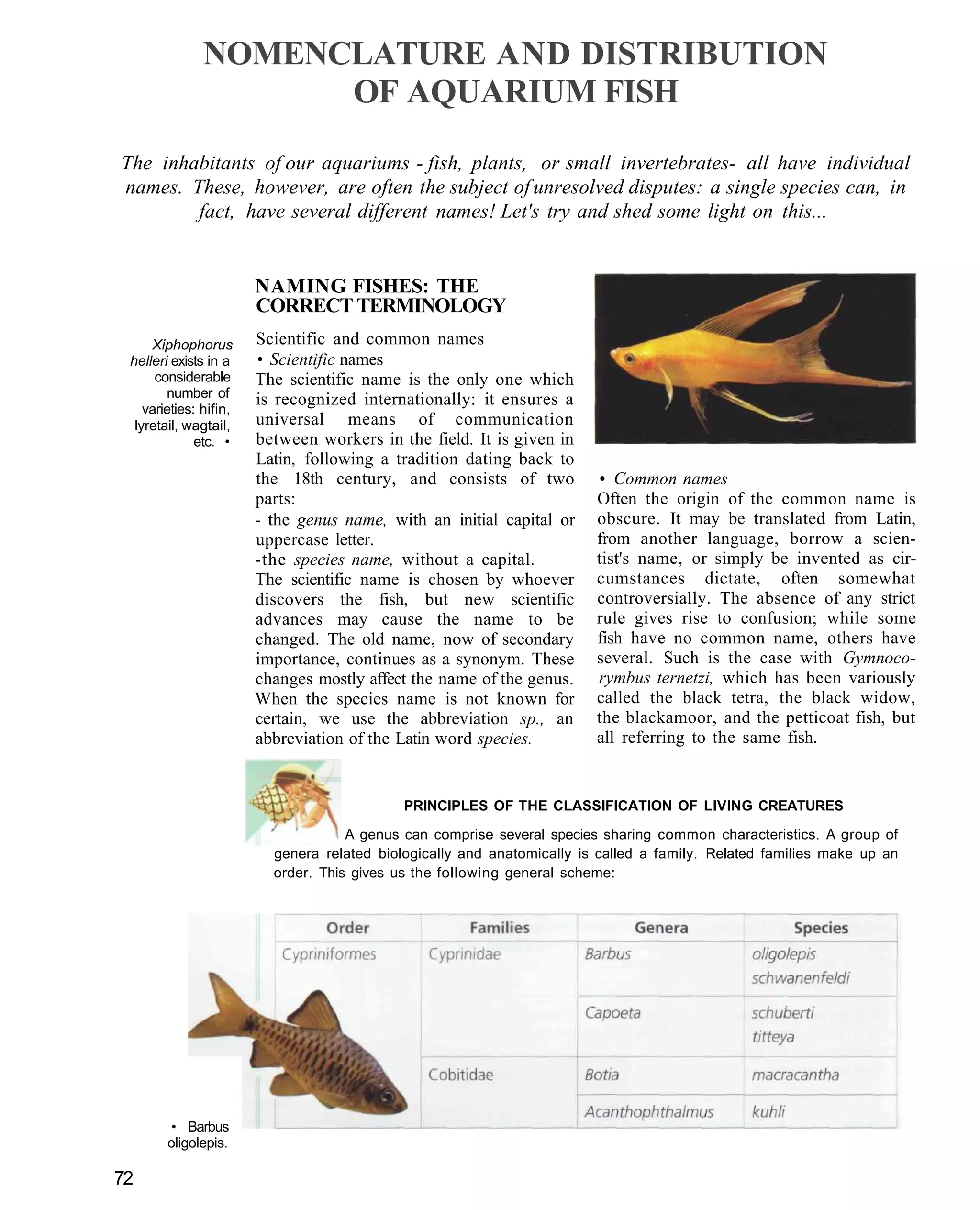 NOMENCLATURE AND DISTRIBUTION
                     OF AQUARIUM FISH

The inhabitants of our aquariums - fish, plants, or small invertebrates- all have individual
names. These, however, are often the subject of unresolved disputes: a single species can, in
        fact, have several different names! Let's try and shed some light on this...


                        NAMING FISHES: THE
                        CORRECT TERMINOLOGY
     Xiphophorus        Scientific and common names
 helleri exists in a    • Scientific names
      considerable      The scientific name is the only one which
        number of       is recognized internationally: it ensures a
    varieties: hifin,
  lyretail, wagtail,    universal means of communication
              etc. •    between workers in the field. It is given in
                        Latin, following a tradition dating back to
                        the 18th century, and consists of two            • Common names
                        parts:                                           Often the origin of the common name is
                        - the genus name, with an initial capital or     obscure. It may be translated from Latin,
                        uppercase letter.                                from another language, borrow a scien-
                        -the species name, without a capital.            tist's name, or simply be invented as cir-
                        The scientific name is chosen by whoever         cumstances dictate, often somewhat
                        discovers the fish, but new scientific           controversially. The absence of any strict
                        advances may cause the name to be                rule gives rise to confusion; while some
                        changed. The old name, now of secondary          fish have no common name, others have
                        importance, continues as a synonym. These        several. Such is the case with Gymnoco-
                        changes mostly affect the name of the genus.     rymbus ternetzi, which has been variously
                        When the species name is not known for           called the black tetra, the black widow,
                        certain, we use the abbreviation sp., an         the blackamoor, and the petticoat fish, but
                        abbreviation of the Latin word species.          all referring to the same fish.


                                             PRINCIPLES OF THE CLASSIFICATION OF LIVING CREATURES

                                     A genus can comprise several species sharing common characteristics. A group of
                          genera related biologically and anatomically is called a family. Related families make up an
                          order. This gives us the following general scheme:




         • Barbus
        oligolepis.

72
 