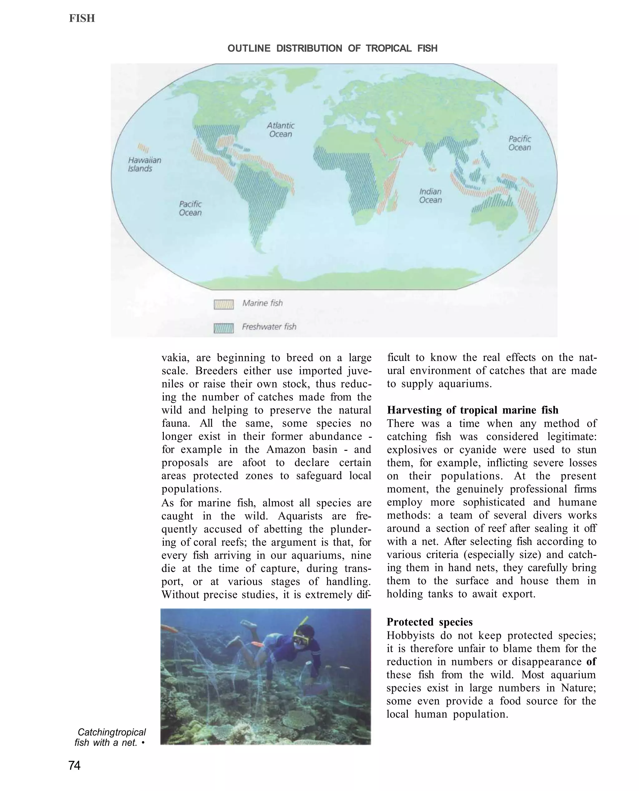 FISH

                                   OUTLINE DISTRIBUTION OF TROPICAL FISH




                     vakia, are beginning to breed on a large        ficult to know the real effects on the nat-
                     scale. Breeders either use imported juve-       ural environment of catches that are made
                     niles or raise their own stock, thus reduc-     to supply aquariums.
                     ing the number of catches made from the
                     wild and helping to preserve the natural        Harvesting of tropical marine fish
                     fauna. All the same, some species no            There was a time when any method of
                     longer exist in their former abundance -        catching fish was considered legitimate:
                     for example in the Amazon basin - and           explosives or cyanide were used to stun
                     proposals are afoot to declare certain          them, for example, inflicting severe losses
                     areas protected zones to safeguard local        on their populations. At the present
                     populations.                                    moment, the genuinely professional firms
                     As for marine fish, almost all species are      employ more sophisticated and humane
                     caught in the wild. Aquarists are fre-          methods: a team of several divers works
                     quently accused of abetting the plunder-        around a section of reef after sealing it off
                     ing of coral reefs; the argument is that, for   with a net. After selecting fish according to
                     every fish arriving in our aquariums, nine      various criteria (especially size) and catch-
                     die at the time of capture, during trans-       ing them in hand nets, they carefully bring
                     port, or at various stages of handling.         them to the surface and house them in
                     Without precise studies, it is extremely dif-   holding tanks to await export.

                                                                     Protected species
                                                                     Hobbyists do not keep protected species;
                                                                     it is therefore unfair to blame them for the
                                                                     reduction in numbers or disappearance of
                                                                     these fish from the wild. Most aquarium
                                                                     species exist in large numbers in Nature;
                                                                     some even provide a food source for the
                                                                     local human population.
 Catching tropical
fish with a net. •

74
 