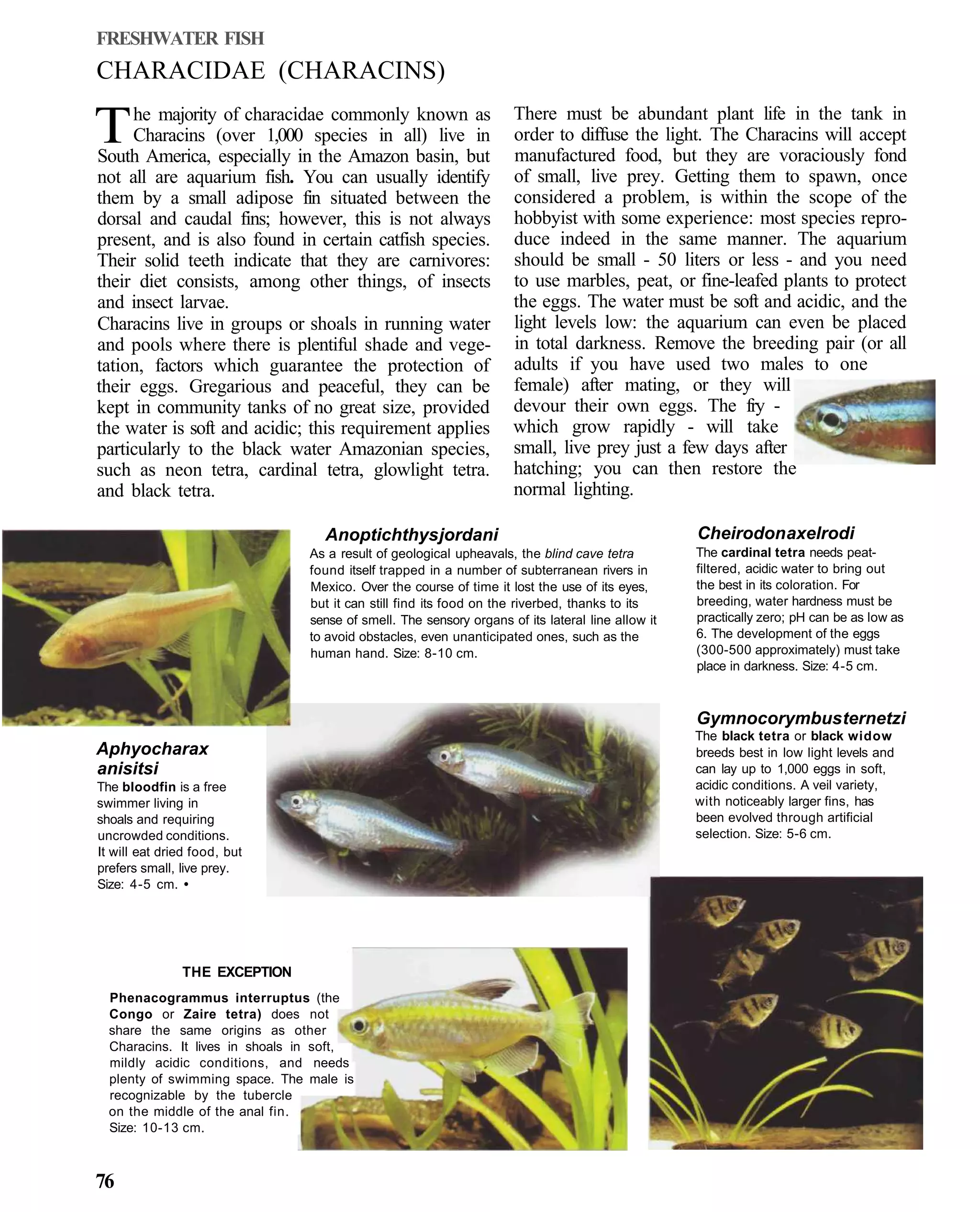 FRESHWATER FISH
CHARACIDAE (CHARACINS)
                                                                     There must be abundant plant life in the tank in
T    he majority of characidae commonly known as
     Characins (over 1,000 species in all) live in
South America, especially in the Amazon basin, but
                                                                     order to diffuse the light. The Characins will accept
                                                                     manufactured food, but they are voraciously fond
not all are aquarium fish. You can usually identify                  of small, live prey. Getting them to spawn, once
them by a small adipose fin situated between the                     considered a problem, is within the scope of the
dorsal and caudal fins; however, this is not always                  hobbyist with some experience: most species repro-
present, and is also found in certain catfish species.               duce indeed in the same manner. The aquarium
Their solid teeth indicate that they are carnivores:                 should be small - 50 liters or less - and you need
their diet consists, among other things, of insects                  to use marbles, peat, or fine-leafed plants to protect
and insect larvae.                                                   the eggs. The water must be soft and acidic, and the
Characins live in groups or shoals in running water                  light levels low: the aquarium can even be placed
and pools where there is plentiful shade and vege-                   in total darkness. Remove the breeding pair (or all
tation, factors which guarantee the protection of                    adults if you have used two males to one
their eggs. Gregarious and peaceful, they can be                     female) after mating, or they will
kept in community tanks of no great size, provided                   devour their own eggs. The fry -
the water is soft and acidic; this requirement applies               which grow rapidly - will take
particularly to the black water Amazonian species,                   small, live prey just a few days after
such as neon tetra, cardinal tetra, glowlight tetra.                 hatching; you can then restore the
and black tetra.                                                     normal lighting.

                                   Anoptichthys jordani                                            Cheirodon axelrodi
                                 As a result of geological upheavals, the blind cave tetra         The cardinal tetra needs peat-
                                 found itself trapped in a number of subterranean rivers in        filtered, acidic water to bring out
                                 Mexico. Over the course of time it lost the use of its eyes,      the best in its coloration. For
                                 but it can still find its food on the riverbed, thanks to its     breeding, water hardness must be
                                 sense of smell. The sensory organs of its lateral line allow it   practically zero; pH can be as low as
                                 to avoid obstacles, even unanticipated ones, such as the          6. The development of the eggs
                                 human hand. Size: 8-10 cm.                                        (300-500 approximately) must take
                                                                                                   place in darkness. Size: 4-5 cm.



                                                                                                   Gymnocorymbus ternetzi
                                                                                                   The black tetra or black widow
Aphyocharax                                                                                        breeds best in low light levels and
anisitsi                                                                                           can lay up to 1,000 eggs in soft,
The bloodfin is a free                                                                             acidic conditions. A veil variety,
swimmer living in                                                                                  with noticeably larger fins, has
shoals and requiring                                                                               been evolved through artificial
uncrowded conditions.                                                                              selection. Size: 5-6 cm.
It will eat dried food, but
prefers small, live prey.
Size: 4-5 cm. •




               THE EXCEPTION
  Phenacogrammus interruptus (the
  Congo or Zaire tetra) does not
  share the same origins as other
  Characins. It lives in shoals in soft,
  mildly acidic conditions, and needs
  plenty of swimming space. The male is
  recognizable by the tubercle
  on the middle of the anal fin.
  Size: 10-13 cm.



76
 