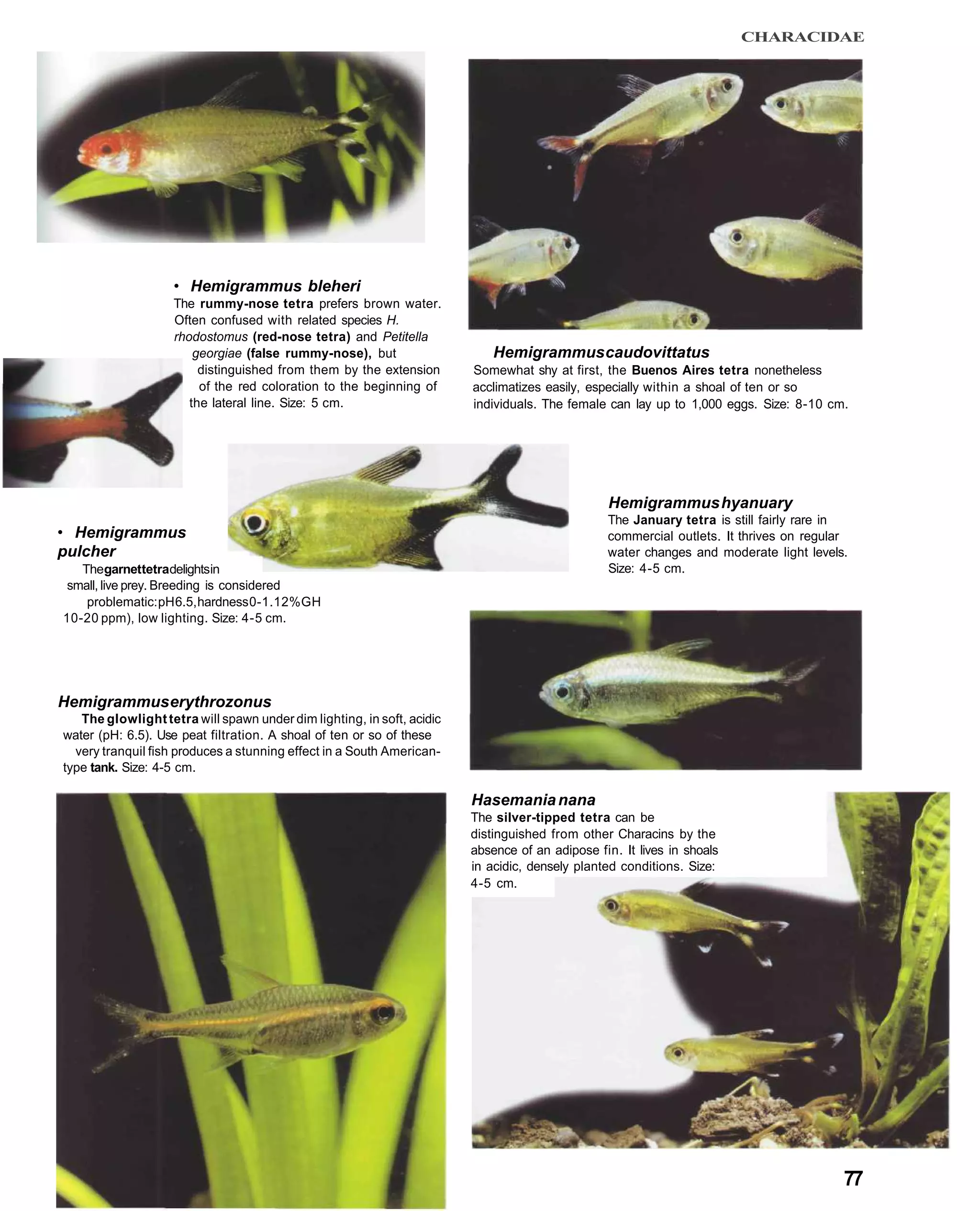 CHARACIDAE




                    • Hemigrammus bleheri
                    The rummy-nose tetra prefers brown water.
                    Often confused with related species H.
                    rhodostomus (red-nose tetra) and Petitella
                        georgiae (false rummy-nose), but                    Hemigrammus caudovittatus
                         distinguished from them by the extension       Somewhat shy at first, the Buenos Aires tetra nonetheless
                         of the red coloration to the beginning of      acclimatizes easily, especially within a shoal of ten or so
                       the lateral line. Size: 5 cm.                    individuals. The female can lay up to 1,000 eggs. Size: 8-10 cm.




                                                                                                Hemigrammus hyanuary
                                                                                                The January tetra is still fairly rare in
• Hemigrammus                                                                                   commercial outlets. It thrives on regular
pulcher                                                                                         water changes and moderate light levels.
   Thegarnettetradelightsin                                                                     Size: 4-5 cm.
small, live prey. Breeding is considered
    problematic: pH 6.5, hardness 0-1.12%GH
10-20 ppm), low lighting. Size: 4-5 cm.




Hemigrammus erythrozonus
   The glowlight tetra will spawn under dim lighting, in soft, acidic
water (pH: 6.5). Use peat filtration. A shoal of ten or so of these
  very tranquil fish produces a stunning effect in a South American-
type tank. Size: 4-5 cm.

                                                                        Hasemania nana
                                                                        The silver-tipped tetra can be
                                                                        distinguished from other Characins by the
                                                                        absence of an adipose fin. It lives in shoals
                                                                        in acidic, densely planted conditions. Size:
                                                                        4-5 cm.




                                                                                                                                        77
 