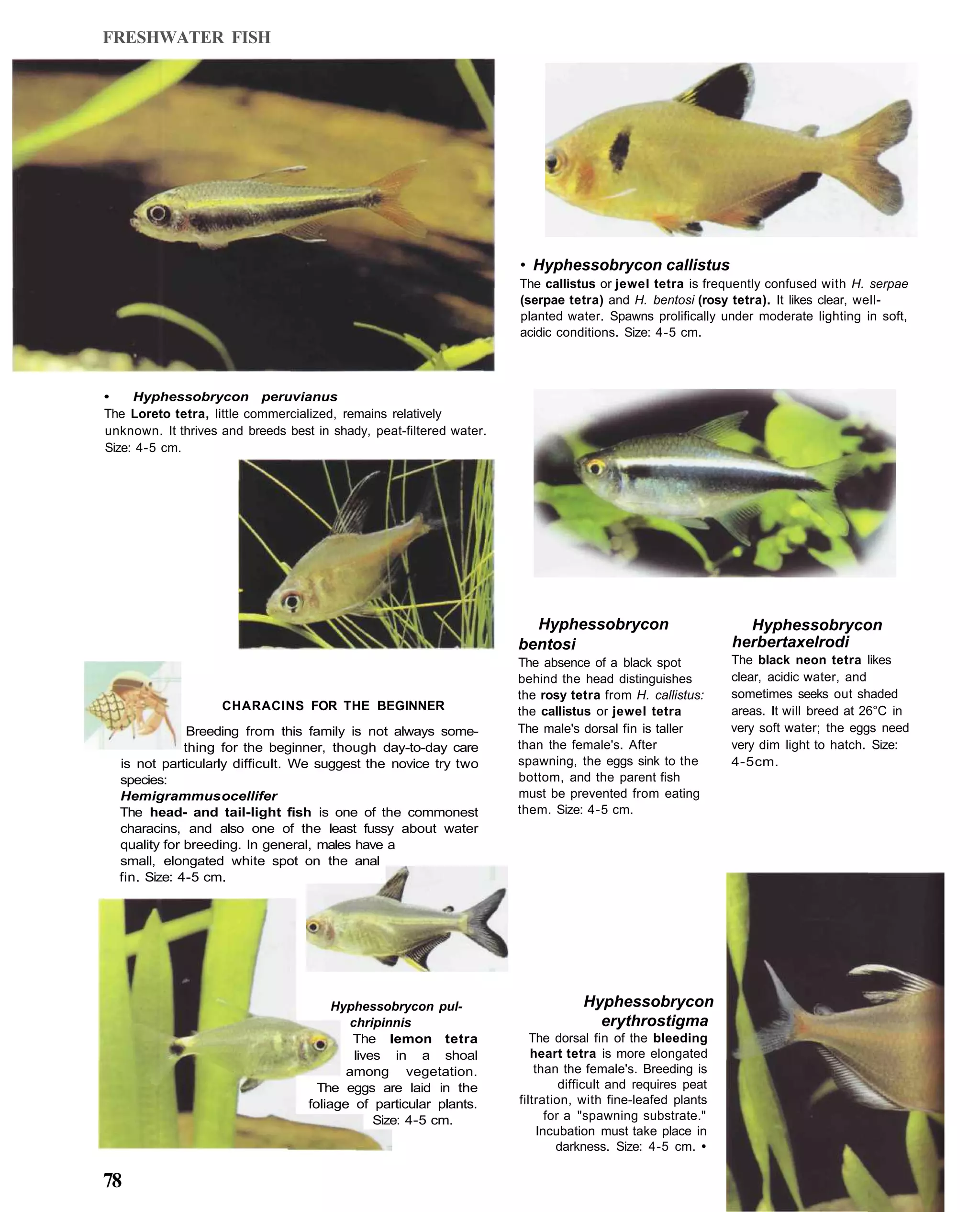 FRESHWATER FISH




                                                                     • Hyphessobrycon callistus
                                                                     The callistus or jewel tetra is frequently confused with H. serpae
                                                                     (serpae tetra) and H. bentosi (rosy tetra). It likes clear, well-
                                                                     planted water. Spawns prolifically under moderate lighting in soft,
                                                                     acidic conditions. Size: 4-5 cm.




•    Hyphessobrycon peruvianus
The Loreto tetra, little commercialized, remains relatively
unknown. It thrives and breeds best in shady, peat-filtered water.
Size: 4-5 cm.




                                                                       Hyphessobrycon                          Hyphessobrycon
                                                                     bentosi                                 herbertaxelrodi
                                                                     The absence of a black spot             The black neon tetra likes
                                                                     behind the head distinguishes           clear, acidic water, and
                                                                     the rosy tetra from H. callistus:       sometimes seeks out shaded
                    CHARACINS FOR THE BEGINNER                       the callistus or jewel tetra            areas. It will breed at 26°C in
               Breeding from this family is not always some-         The male's dorsal fin is taller         very soft water; the eggs need
              thing for the beginner, though day-to-day care         than the female's. After                very dim light to hatch. Size:
  is not particularly difficult. We suggest the novice try two       spawning, the eggs sink to the          4-5 cm.
  species:                                                           bottom, and the parent fish
  Hemigrammus ocellifer                                              must be prevented from eating
  The head- and tail-light fish is one of the commonest              them. Size: 4-5 cm.
  characins, and also one of the least fussy about water
  quality for breeding. In general, males have a
  small, elongated white spot on the anal
  fin. Size: 4-5 cm.




                                        Hyphessobrycon pul-                      Hyphessobrycon
                                          chripinnis                               erythrostigma
                                           The lemon tetra              The dorsal fin of the bleeding
                                           lives in a shoal             heart tetra is more elongated
                                          among vegetation.              than the female's. Breeding is
                                     The eggs are laid in the                  difficult and requires peat
                                   foliage of particular plants.     filtration, with fine-leafed plants
                                               Size: 4-5 cm.                for a "spawning substrate."
                                                                          Incubation must take place in
                                                                              darkness. Size: 4-5 cm. •

78
 