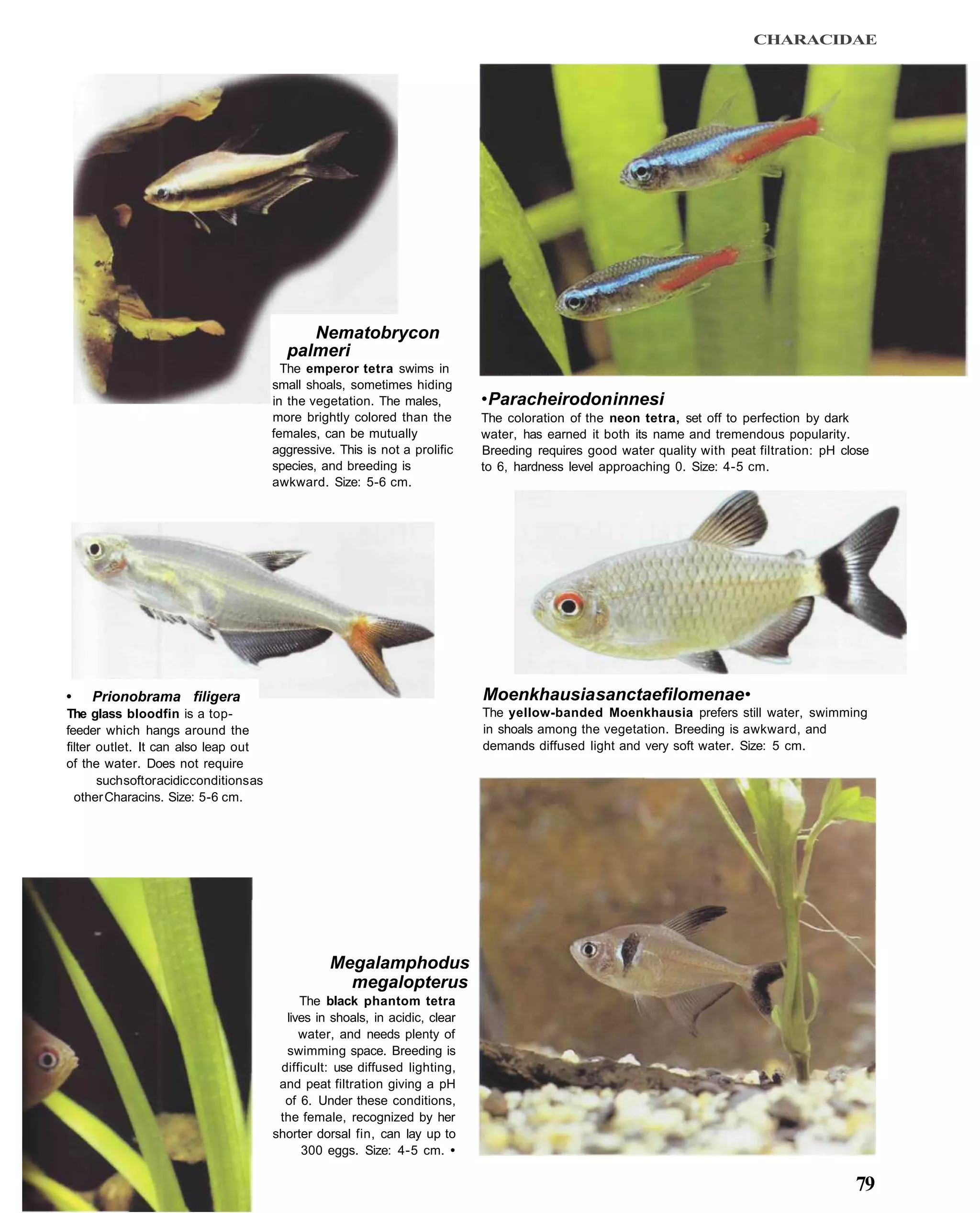 CHARACIDAE




                                                Nematobrycon
                                             palmeri
                                             The emperor tetra swims in
                                           small shoals, sometimes hiding
                                           in the vegetation. The males,         • Paracheirodon innesi
                                           more brightly colored than the        The coloration of the neon tetra, set off to perfection by dark
                                           females, can be mutually              water, has earned it both its name and tremendous popularity.
                                           aggressive. This is not a prolific    Breeding requires good water quality with peat filtration: pH close
                                           species, and breeding is              to 6, hardness level approaching 0. Size: 4-5 cm.
                                           awkward. Size: 5-6 cm.




•    Prionobrama filigera                                                        Moenkhausia sanctaefilomenae •
The glass bloodfin is a top-                                                     The yellow-banded Moenkhausia prefers still water, swimming
feeder which hangs around the                                                    in shoals among the vegetation. Breeding is awkward, and
filter outlet. It can also leap out                                              demands diffused light and very soft water. Size: 5 cm.
of the water. Does not require
       such soft or acidic conditions as
  other Characins. Size: 5-6 cm.




                                                     Megalamphodus
                                                       megalopterus
                                                The black phantom tetra
                                             lives in shoals, in acidic, clear
                                                water, and needs plenty of
                                             swimming space. Breeding is
                                            difficult: use diffused lighting,
                                            and peat filtration giving a pH
                                             of 6. Under these conditions,
                                            the female, recognized by her
                                           shorter dorsal fin, can lay up to
                                                300 eggs. Size: 4-5 cm. •

                                                                                                                                                 79
 