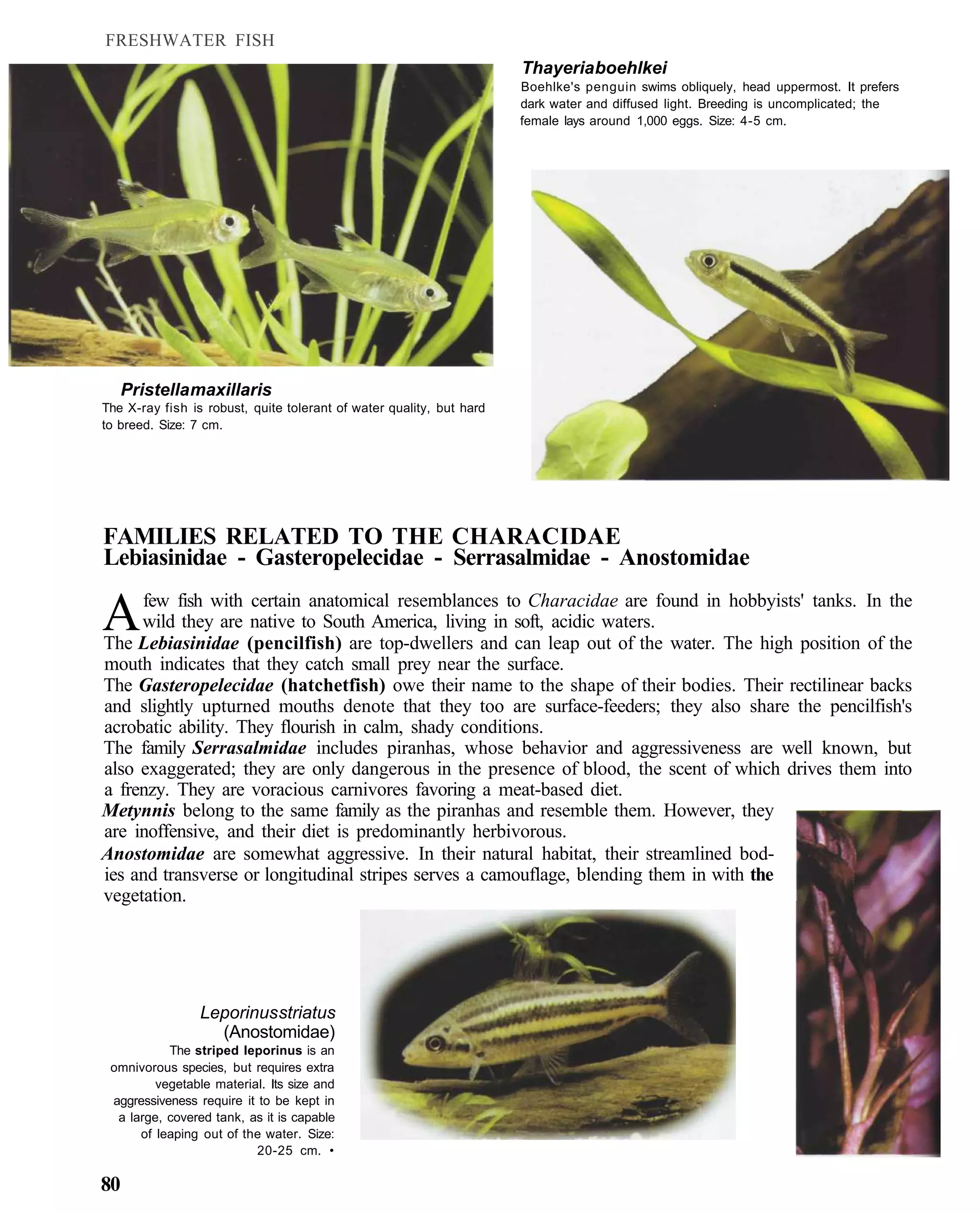 FRESHWATER FISH
                                                                      Thayeria boehlkei
                                                                      Boehlke's penguin swims obliquely, head uppermost. It prefers
                                                                      dark water and diffused light. Breeding is uncomplicated; the
                                                                      female lays around 1,000 eggs. Size: 4-5 cm.




   Pristella maxillaris
The X-ray fish is robust, quite tolerant of water quality, but hard
to breed. Size: 7 cm.




FAMILIES RELATED TO THE CHARACIDAE
Lebiasinidae - Gasteropelecidae - Serrasalmidae - Anostomidae

A    few fish with certain anatomical resemblances to Characidae are found in hobbyists' tanks. In the
     wild they are native to South America, living in soft, acidic waters.
The Lebiasinidae (pencilfish) are top-dwellers and can leap out of the water. The high position of the
mouth indicates that they catch small prey near the surface.
The Gasteropelecidae (hatchetfish) owe their name to the shape of their bodies. Their rectilinear backs
and slightly upturned mouths denote that they too are surface-feeders; they also share the pencilfish's
acrobatic ability. They flourish in calm, shady conditions.
The family Serrasalmidae includes piranhas, whose behavior and aggressiveness are well known, but
also exaggerated; they are only dangerous in the presence of blood, the scent of which drives them into
a frenzy. They are voracious carnivores favoring a meat-based diet.
Metynnis belong to the same family as the piranhas and resemble them. However, they
are inoffensive, and their diet is predominantly herbivorous.
Anostomidae are somewhat aggressive. In their natural habitat, their streamlined bod-
ies and transverse or longitudinal stripes serves a camouflage, blending them in with the
vegetation.




                 Leporinus striatus
                   (Anostomidae)
           The striped leporinus is an
 omnivorous species, but requires extra
         vegetable material. Its size and
 aggressiveness require it to be kept in
  a large, covered tank, as it is capable
      of leaping out of the water. Size:
                           20-25 cm. •

80
 