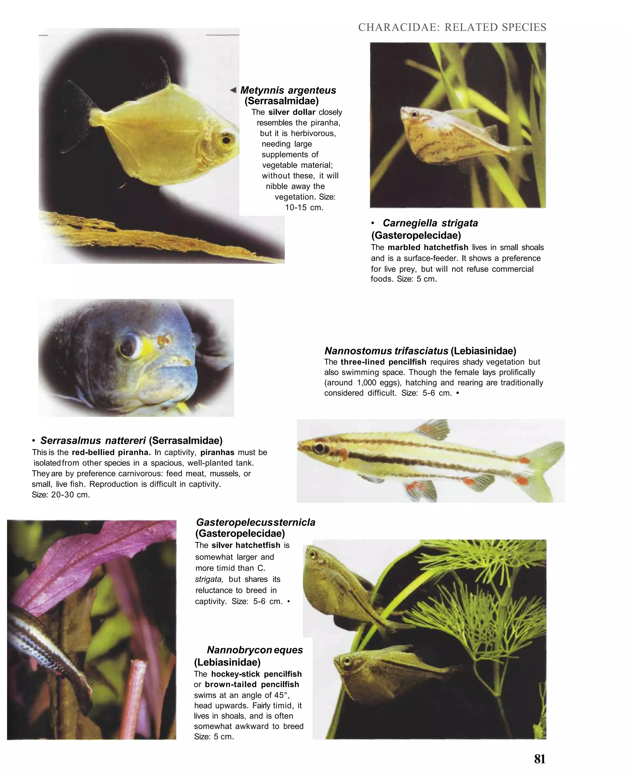 CHARACIDAE: RELATED SPECIES




                                                       Metynnis argenteus
                                                        (Serrasalmidae)
                                                          The silver dollar closely
                                                           resembles the piranha,
                                                            but it is herbivorous,
                                                             needing large
                                                             supplements of
                                                             vegetable material;
                                                             without these, it will
                                                              nibble away the
                                                                 vegetation. Size:
                                                                    10-15 cm.
                                                                                         • Carnegiella strigata
                                                                                         (Gasteropelecidae)
                                                                                         The marbled hatchetfish lives in small shoals
                                                                                         and is a surface-feeder. It shows a preference
                                                                                         for live prey, but will not refuse commercial
                                                                                         foods. Size: 5 cm.




                                                                              Nannostomus trifasciatus (Lebiasinidae)
                                                                             The three-lined pencilfish requires shady vegetation but
                                                                             also swimming space. Though the female lays prolifically
                                                                             (around 1,000 eggs), hatching and rearing are traditionally
                                                                             considered difficult. Size: 5-6 cm. •




• Serrasalmus nattereri (Serrasalmidae)
This is the red-bellied piranha. In captivity, piranhas must be
isolated from other species in a spacious, well-planted tank.
They are by preference carnivorous: feed meat, mussels, or
small, live fish. Reproduction is difficult in captivity.
Size: 20-30 cm.


                                           Gasteropelecus sternicla
                                           (Gasteropelecidae)
                                           The silver hatchetfish is
                                           somewhat larger and
                                           more timid than C.
                                           strigata, but shares its
                                           reluctance to breed in
                                           captivity. Size: 5-6 cm. •




                                              Nannobrycon eques
                                           (Lebiasinidae)
                                           The hockey-stick pencilfish
                                           or brown-tailed pencilfish
                                           swims at an angle of 45°,
                                           head upwards. Fairly timid, it
                                           lives in shoals, and is often
                                           somewhat awkward to breed
                                           Size: 5 cm.

                                                                                                                                     81
 