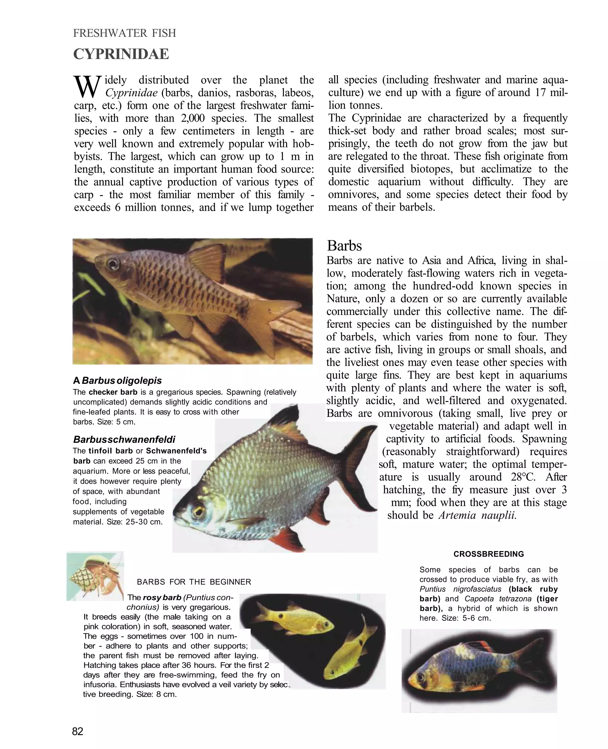 FRESHWATER FISH
CYPRINIDAE

W      idely distributed over the planet the
       Cyprinidae (barbs, danios, rasboras, labeos,
carp, etc.) form one of the largest freshwater fami-
                                                                 all species (including freshwater and marine aqua-
                                                                 culture) we end up with a figure of around 17 mil-
                                                                 lion tonnes.
lies, with more than 2,000 species. The smallest                 The Cyprinidae are characterized by a frequently
species - only a few centimeters in length - are                 thick-set body and rather broad scales; most sur-
very well known and extremely popular with hob-                  prisingly, the teeth do not grow from the jaw but
byists. The largest, which can grow up to 1 m in                 are relegated to the throat. These fish originate from
length, constitute an important human food source:               quite diversified biotopes, but acclimatize to the
the annual captive production of various types of                domestic aquarium without difficulty. They are
carp - the most familiar member of this family -                 omnivores, and some species detect their food by
exceeds 6 million tonnes, and if we lump together                means of their barbels.


                                                                 Barbs
                                                                 Barbs are native to Asia and Africa, living in shal-
                                                                 low, moderately fast-flowing waters rich in vegeta-
                                                                 tion; among the hundred-odd known species in
                                                                 Nature, only a dozen or so are currently available
                                                                 commercially under this collective name. The dif-
                                                                 ferent species can be distinguished by the number
                                                                 of barbels, which varies from none to four. They
                                                                 are active fish, living in groups or small shoals, and
                                                                 the liveliest ones may even tease other species with
A Barbus oligolepis
                                                                 quite large fins. They are best kept in aquariums
The checker barb is a gregarious species. Spawning (relatively   with plenty of plants and where the water is soft,
uncomplicated) demands slightly acidic conditions and            slightly acidic, and well-filtered and oxygenated.
fine-leafed plants. It is easy to cross with other               Barbs are omnivorous (taking small, live prey or
barbs. Size: 5 cm.
                                                                                 vegetable material) and adapt well in
Barbus schwanenfeldi                                                            captivity to artificial foods. Spawning
The tinfoil barb or Schwanenfeld's                                             (reasonably straightforward) requires
barb can exceed 25 cm in the
                                                                              soft, mature water; the optimal temper-
aquarium. More or less peaceful,
it does however require plenty                                                ature is usually around 28°C. After
of space, with abundant                                                        hatching, the fry measure just over 3
food, including                                                                  mm; food when they are at this stage
supplements of vegetable
material. Size: 25-30 cm.
                                                                                should be Artemia nauplii.


                                                                                              CROSSBREEDING
                                                                                     Some species of barbs can be
                 BARBS FOR THE BEGINNER                                              crossed to produce viable fry, as with
                                                                                     Puntius nigrofasciatus (black ruby
              The rosy barb (Puntius con-                                            barb) and Capoeta tetrazona (tiger
              chonius) is very gregarious.                                           barb), a hybrid of which is shown
  It breeds easily (the male taking on a                                             here. Size: 5-6 cm.
  pink coloration) in soft, seasoned water.
  The eggs - sometimes over 100 in num-
  ber - adhere to plants and other supports;
  the parent fish must be removed after laying.
  Hatching takes place after 36 hours. For the first 2
  days after they are free-swimming, feed the fry on
  infusoria. Enthusiasts have evolved a veil variety by selec
  tive breeding. Size: 8 cm.



82
 