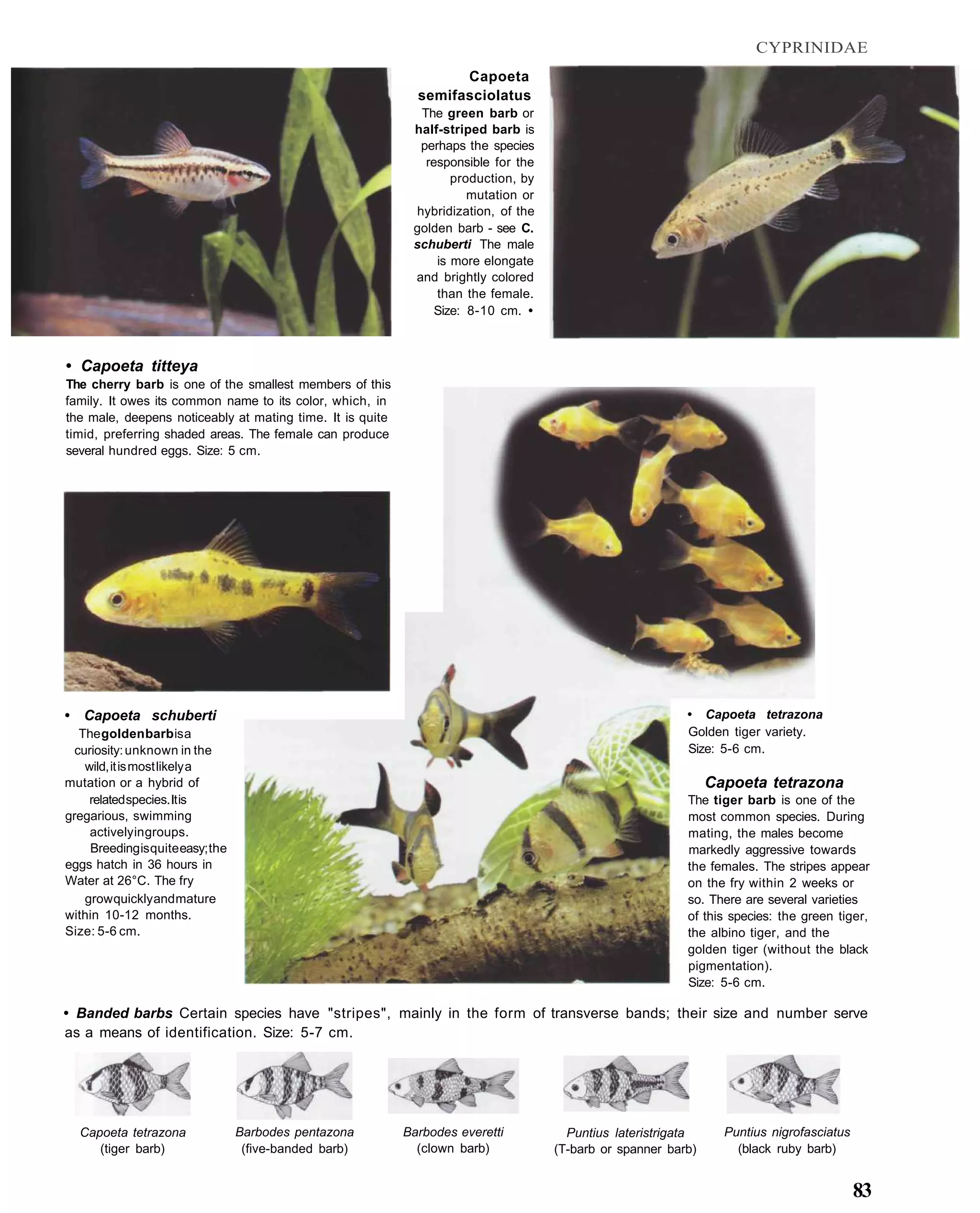 CYPRINIDAE
                                                                   Capoeta
                                                             semifasciolatus
                                                             The green barb or
                                                            half-striped barb is
                                                             perhaps the species
                                                              responsible for the
                                                                   production, by
                                                                      mutation or
                                                            hybridization, of the
                                                            golden barb - see C.
                                                            schuberti The male
                                                                is more elongate
                                                            and brightly colored
                                                                than the female.
                                                                Size: 8-10 cm. •



• Capoeta titteya
The cherry barb is one of the smallest members of this
family. It owes its common name to its color, which, in
the male, deepens noticeably at mating time. It is quite
timid, preferring shaded areas. The female can produce
several hundred eggs. Size: 5 cm.




• Capoeta schuberti                                                                                       • Capoeta tetrazona
   The golden barb is a                                                                                   Golden tiger variety.
  curiosity: unknown in the                                                                               Size: 5-6 cm.
    wild, it is most likely a
mutation or a hybrid of                                                                                        Capoeta tetrazona
     related species. It is                                                                               The tiger barb is one of the
gregarious, swimming                                                                                      most common species. During
     actively in groups.                                                                                  mating, the males become
     Breeding is quite easy; the                                                                          markedly aggressive towards
eggs hatch in 36 hours in                                                                                 the females. The stripes appear
Water at 26°C. The fry                                                                                    on the fry within 2 weeks or
    grow quickly and mature                                                                               so. There are several varieties
within 10-12 months.                                                                                      of this species: the green tiger,
Size: 5-6 cm.                                                                                             the albino tiger, and the
                                                                                                          golden tiger (without the black
                                                                                                          pigmentation).
                                                                                                          Size: 5-6 cm.

• Banded barbs Certain species have "stripes", mainly in the form of transverse bands; their size and number serve
as a means of identification. Size: 5-7 cm.




  Capoeta tetrazona                Barbodes pentazona      Barbodes everetti          Puntius lateristrigata     Puntius nigrofasciatus
     (tiger barb)                   (five-banded barb)       (clown barb)           (T-barb or spanner barb)       (black ruby barb)


                                                                                                                                          83
 