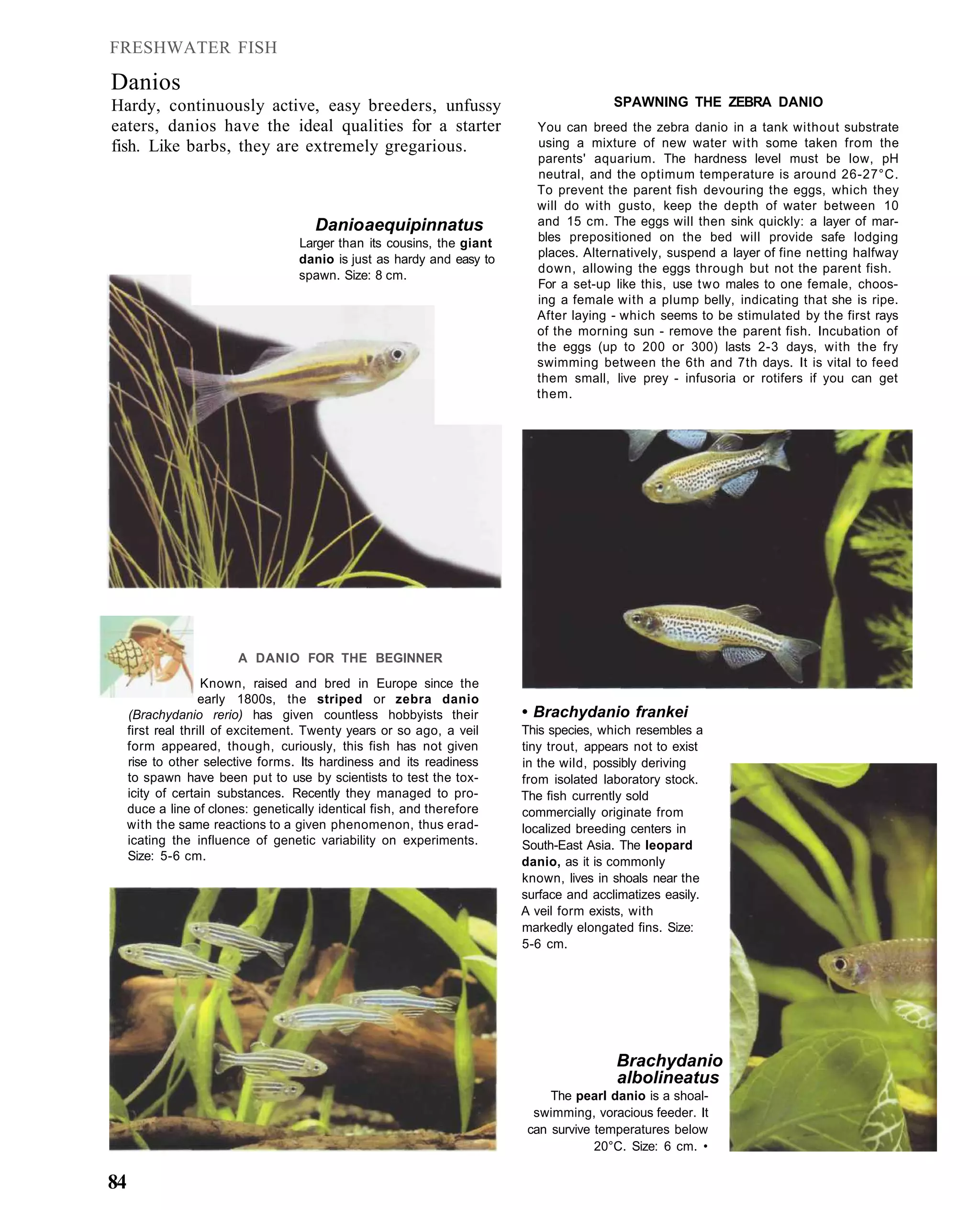 FRESHWATER FISH

Danios
Hardy, continuously active, easy breeders, unfussy                                       SPAWNING THE ZEBRA DANIO
eaters, danios have the ideal qualities for a starter                      You can breed the zebra danio in a tank without substrate
fish. Like barbs, they are extremely gregarious.                           using a mixture of new water with some taken from the
                                                                           parents' aquarium. The hardness level must be low, pH
                                                                           neutral, and the optimum temperature is around 26-27°C.
                                                                           To prevent the parent fish devouring the eggs, which they
                                                                           will do with gusto, keep the depth of water between 10
                                       Danio aequipinnatus                 and 15 cm. The eggs will then sink quickly: a layer of mar-
                                    Larger than its cousins, the giant     bles prepositioned on the bed will provide safe lodging
                                    danio is just as hardy and easy to     places. Alternatively, suspend a layer of fine netting halfway
                                                                           down, allowing the eggs through but not the parent fish.
                                    spawn. Size: 8 cm.
                                                                           For a set-up like this, use two males to one female, choos-
                                                                           ing a female with a plump belly, indicating that she is ripe.
                                                                           After laying - which seems to be stimulated by the first rays
                                                                           of the morning sun - remove the parent fish. Incubation of
                                                                           the eggs (up to 200 or 300) lasts 2-3 days, with the fry
                                                                           swimming between the 6th and 7th days. It is vital to feed
                                                                           them small, live prey - infusoria or rotifers if you can get
                                                                           them.




                         A DANIO FOR THE BEGINNER
                    Known, raised and bred in Europe since the
                    early 1800s, the striped or zebra danio
     (Brachydanio rerio) has given countless hobbyists their             • Brachydanio frankei
     first real thrill of excitement. Twenty years or so ago, a veil     This species, which resembles a
     form appeared, though, curiously, this fish has not given           tiny trout, appears not to exist
     rise to other selective forms. Its hardiness and its readiness      in the wild, possibly deriving
     to spawn have been put to use by scientists to test the tox-        from isolated laboratory stock.
     icity of certain substances. Recently they managed to pro-          The fish currently sold
     duce a line of clones: genetically identical fish, and therefore    commercially originate from
     with the same reactions to a given phenomenon, thus erad-           localized breeding centers in
     icating the influence of genetic variability on experiments.        South-East Asia. The leopard
     Size: 5-6 cm.                                                       danio, as it is commonly
                                                                         known, lives in shoals near the
                                                                         surface and acclimatizes easily.
                                                                         A veil form exists, with
                                                                         markedly elongated fins. Size:
                                                                         5-6 cm.




                                                                                         Brachydanio
                                                                                         albolineatus
                                                                              The pearl danio is a shoal-
                                                                           swimming, voracious feeder. It
                                                                          can survive temperatures below
                                                                                      20°C. Size: 6 cm. •

84
 