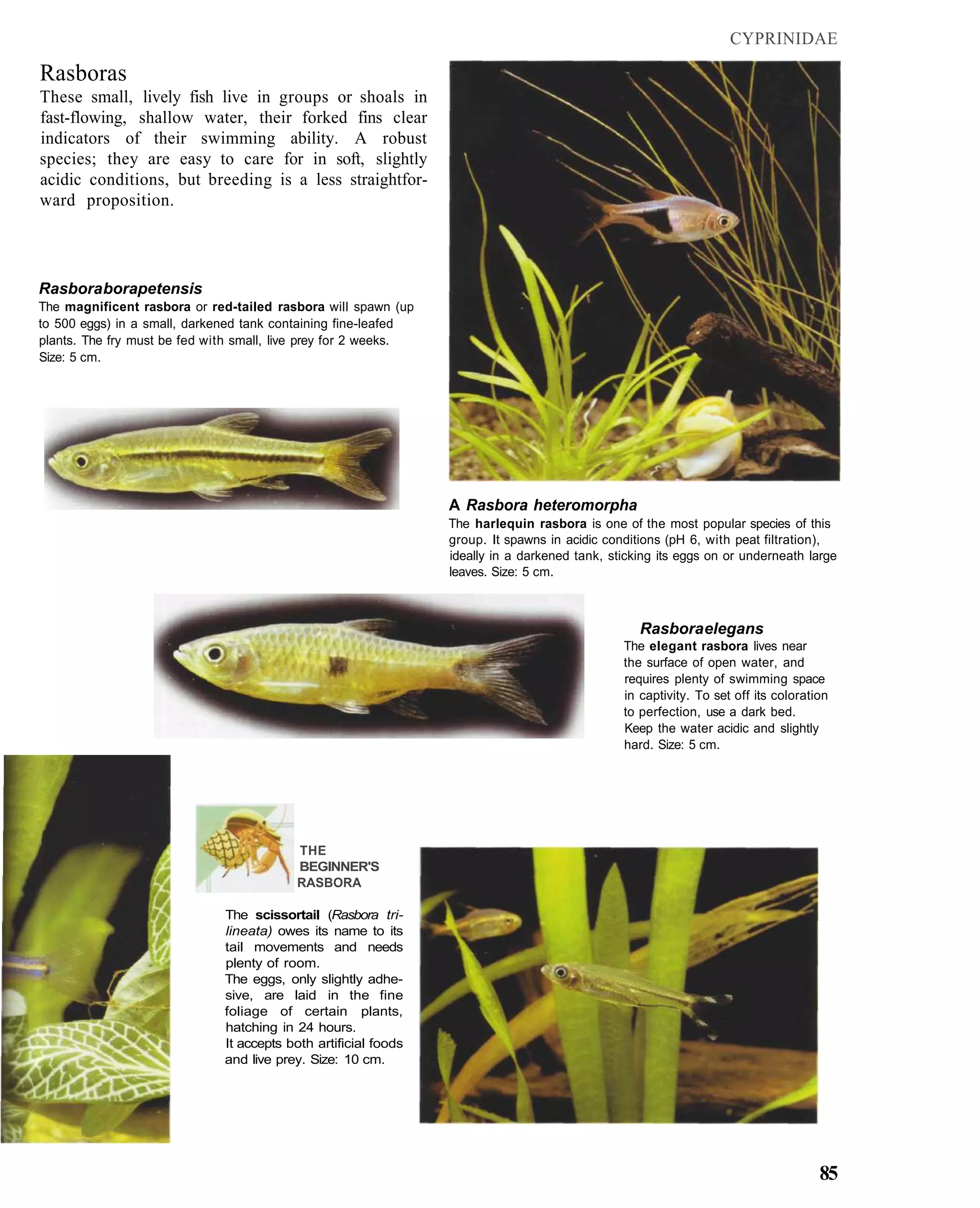 CYPRINIDAE

Rasboras
These small, lively fish live in groups or shoals in
fast-flowing, shallow water, their forked fins clear
indicators of their swimming ability. A robust
species; they are easy to care for in soft, slightly
acidic conditions, but breeding is a less straightfor-
ward proposition.




Rasbora borapetensis
The magnificent rasbora or red-tailed rasbora will spawn (up
to 500 eggs) in a small, darkened tank containing fine-leafed
plants. The fry must be fed with small, live prey for 2 weeks.
Size: 5 cm.




                                                                 A Rasbora heteromorpha
                                                                 The harlequin rasbora is one of the most popular species of this
                                                                 group. It spawns in acidic conditions (pH 6, with peat filtration),
                                                                 ideally in a darkened tank, sticking its eggs on or underneath large
                                                                 leaves. Size: 5 cm.



                                                                                                  Rasbora elegans
                                                                                               The elegant rasbora lives near
                                                                                               the surface of open water, and
                                                                                               requires plenty of swimming space
                                                                                               in captivity. To set off its coloration
                                                                                               to perfection, use a dark bed.
                                                                                               Keep the water acidic and slightly
                                                                                               hard. Size: 5 cm.




                                          THE
                                          BEGINNER'S
                                          RASBORA

                              The scissortail (Rasbora tri-
                              lineata) owes its name to its
                              tail movements and needs
                              plenty of room.
                              The eggs, only slightly adhe-
                              sive, are laid in the fine
                              foliage of certain plants,
                              hatching in 24 hours.
                              It accepts both artificial foods
                              and live prey. Size: 10 cm.




                                                                                                                                    85
 