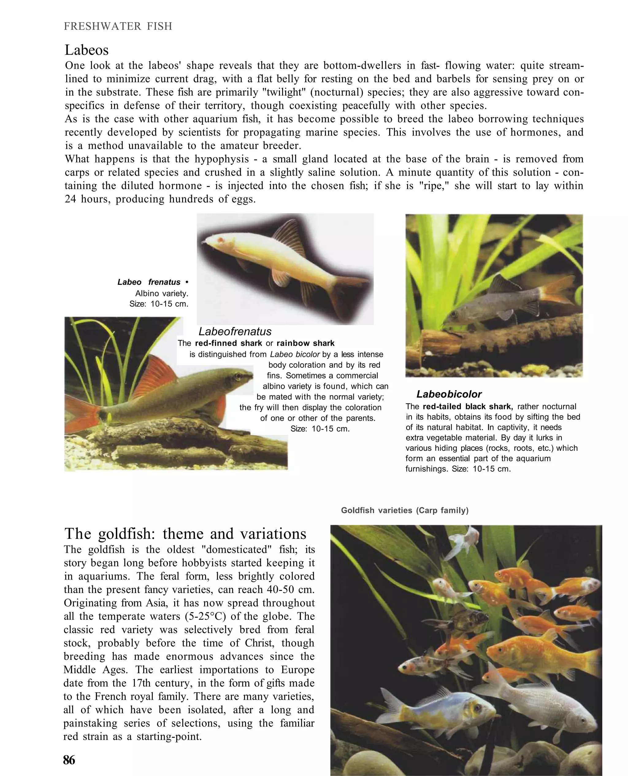 FRESHWATER FISH

Labeos
One look at the labeos' shape reveals that they are bottom-dwellers in fast- flowing water: quite stream-
lined to minimize current drag, with a flat belly for resting on the bed and barbels for sensing prey on or
in the substrate. These fish are primarily "twilight" (nocturnal) species; they are also aggressive toward con-
specifics in defense of their territory, though coexisting peacefully with other species.
As is the case with other aquarium fish, it has become possible to breed the labeo borrowing techniques
recently developed by scientists for propagating marine species. This involves the use of hormones, and
is a method unavailable to the amateur breeder.
What happens is that the hypophysis - a small gland located at the base of the brain - is removed from
carps or related species and crushed in a slightly saline solution. A minute quantity of this solution - con-
taining the diluted hormone - is injected into the chosen fish; if she is "ripe," she will start to lay within
24 hours, producing hundreds of eggs.




           Labeo frenatus •
                Albino variety.
              Size: 10-15 cm.


                                  Labeo frenatus
                           The red-finned shark or rainbow shark
                              is distinguished from Labeo bicolor by a less intense
                                                     body coloration and by its red
                                                    fins. Sometimes a commercial
                                                   albino variety is found, which can
                                                 be mated with the normal variety;         Labeo bicolor
                                            the fry will then display the coloration    The red-tailed black shark, rather nocturnal
                                                  of one or other of the parents.       in its habits, obtains its food by sifting the bed
                                                           Size: 10-15 cm.              of its natural habitat. In captivity, it needs
                                                                                        extra vegetable material. By day it lurks in
                                                                                        various hiding places (rocks, roots, etc.) which
                                                                                        form an essential part of the aquarium
                                                                                        furnishings. Size: 10-15 cm.




                                                                       Goldfish varieties (Carp family)


The goldfish: theme and variations
The goldfish is the oldest "domesticated" fish; its
story began long before hobbyists started keeping it
in aquariums. The feral form, less brightly colored
than the present fancy varieties, can reach 40-50 cm.
Originating from Asia, it has now spread throughout
all the temperate waters (5-25°C) of the globe. The
classic red variety was selectively bred from feral
stock, probably before the time of Christ, though
breeding has made enormous advances since the
Middle Ages. The earliest importations to Europe
date from the 17th century, in the form of gifts made
to the French royal family. There are many varieties,
all of which have been isolated, after a long and
painstaking series of selections, using the familiar
red strain as a starting-point.

86
 