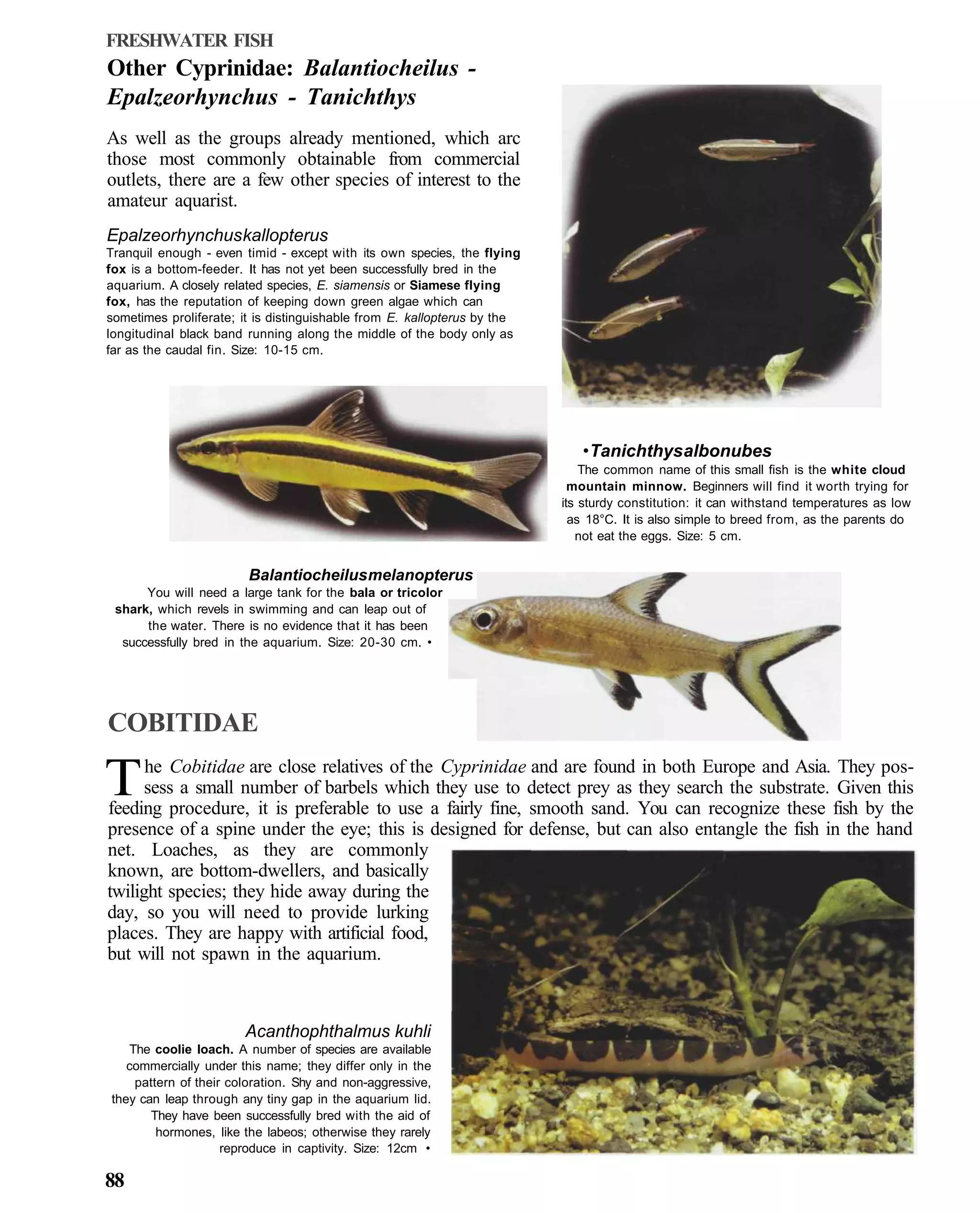 FRESHWATER FISH
Other Cyprinidae: Balantiocheilus -
Epalzeorhynchus - Tanichthys
As well as the groups already mentioned, which arc
those most commonly obtainable from commercial
outlets, there are a few other species of interest to the
amateur aquarist.
Epalzeorhynchus kallopterus
Tranquil enough - even timid - except with its own species, the flying
fox is a bottom-feeder. It has not yet been successfully bred in the
aquarium. A closely related species, E. siamensis or Siamese flying
fox, has the reputation of keeping down green algae which can
sometimes proliferate; it is distinguishable from E. kallopterus by the
longitudinal black band running along the middle of the body only as
far as the caudal fin. Size: 10-15 cm.




                                                                             • Tanichthys albonubes
                                                                              The common name of this small fish is the white cloud
                                                                            mountain minnow. Beginners will find it worth trying for
                                                                          its sturdy constitution: it can withstand temperatures as low
                                                                            as 18°C. It is also simple to breed from, as the parents do
                                                                             not eat the eggs. Size: 5 cm.


                        Balantiocheilus melanopterus
      You will need a large tank for the bala or tricolor
 shark, which revels in swimming and can leap out of
      the water. There is no evidence that it has been
  successfully bred in the aquarium. Size: 20-30 cm. •




COBITIDAE

T     he Cobitidae are close relatives of the Cyprinidae and are found in both Europe and Asia. They pos-
      sess a small number of barbels which they use to detect prey as they search the substrate. Given this
feeding procedure, it is preferable to use a fairly fine, smooth sand. You can recognize these fish by the
presence of a spine under the eye; this is designed for defense, but can also entangle the fish in the hand
net. Loaches, as they are commonly
known, are bottom-dwellers, and basically
twilight species; they hide away during the
day, so you will need to provide lurking
places. They are happy with artificial food,
but will not spawn in the aquarium.



                       Acanthophthalmus kuhli
   The coolie loach. A number of species are available
   commercially under this name; they differ only in the
    pattern of their coloration. Shy and non-aggressive,
they can leap through any tiny gap in the aquarium lid.
       They have been successfully bred with the aid of
        hormones, like the labeos; otherwise they rarely
                    reproduce in captivity. Size: 12cm •

88
 