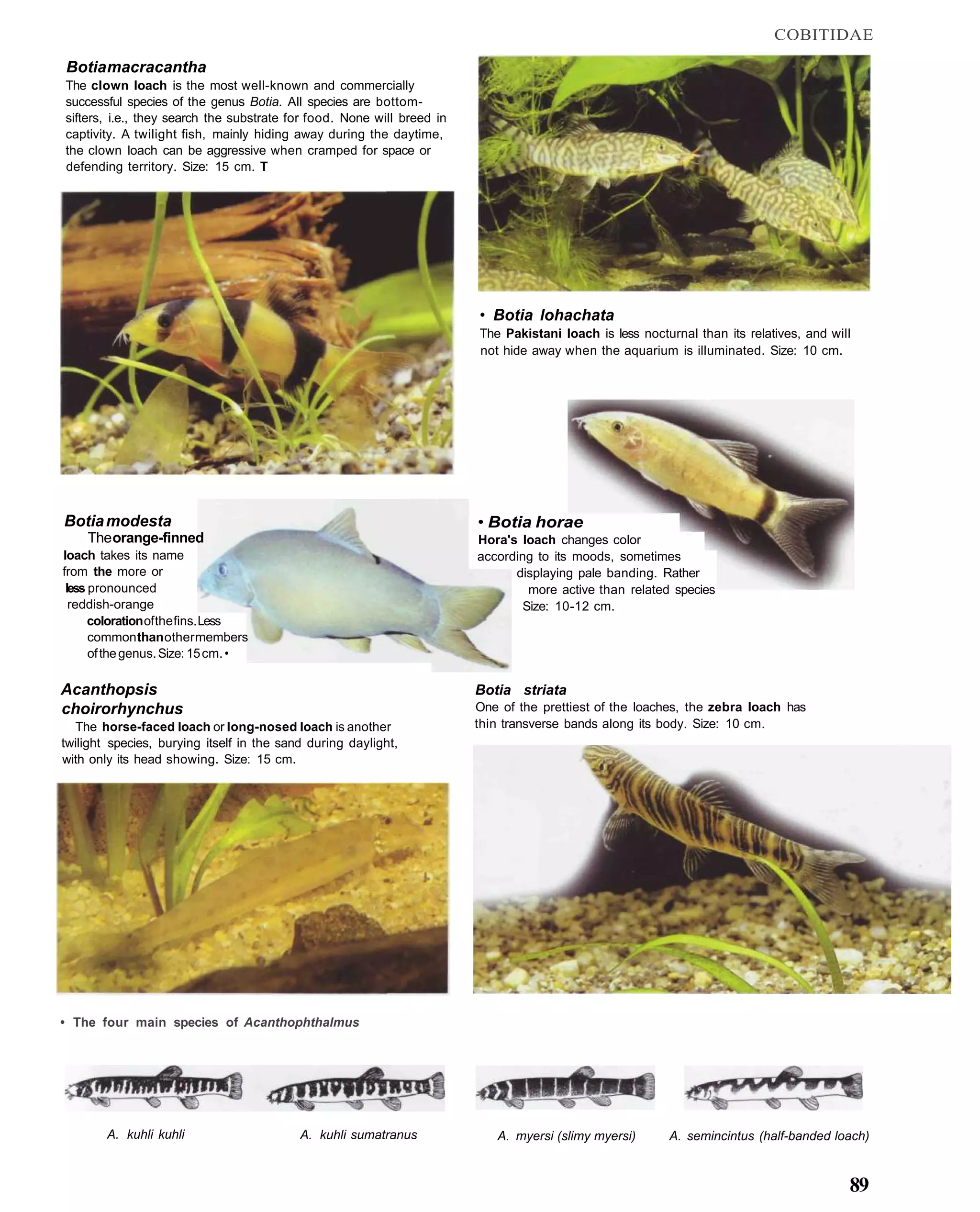 COBITIDAE

Botia macracantha
The clown loach is the most well-known and commercially
successful species of the genus Botia. All species are bottom-
sifters, i.e., they search the substrate for food. None will breed in
captivity. A twilight fish, mainly hiding away during the daytime,
the clown loach can be aggressive when cramped for space or
defending territory. Size: 15 cm. T




                                                                        • Botia lohachata
                                                                        The Pakistani loach is less nocturnal than its relatives, and will
                                                                        not hide away when the aquarium is illuminated. Size: 10 cm.




Botia modesta                                                           • Botia horae
    The orange-finned                                                   Hora's loach changes color
loach takes its name                                                    according to its moods, sometimes
from the more or                                                              displaying pale banding. Rather
 less pronounced                                                                 more active than related species
  reddish-orange                                                                Size: 10-12 cm.
      coloration of the fins. Less
      common than other members
      of the genus. Size: 15 cm. •

Acanthopsis                                                             Botia striata
choirorhynchus                                                          One of the prettiest of the loaches, the zebra loach has
  The horse-faced loach or long-nosed loach is another                  thin transverse bands along its body. Size: 10 cm.
twilight species, burying itself in the sand during daylight,
with only its head showing. Size: 15 cm.




• The four main species of Acanthophthalmus




        A. kuhli kuhli                     A. kuhli sumatranus             A. myersi (slimy myersi)      A. semincintus (half-banded loach)


                                                                                                                                         89
 