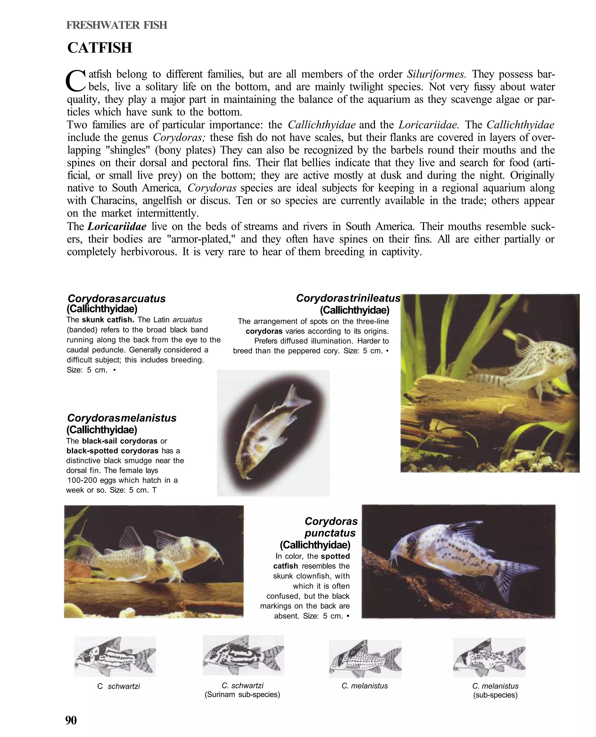 FRESHWATER FISH

CATFISH
      atfish belong to different families, but are all members of the order Siluriformes. They possess bar-
C     bels, live a solitary life on the bottom, and are mainly twilight species. Not very fussy about water
quality, they play a major part in maintaining the balance of the aquarium as they scavenge algae or par-
ticles which have sunk to the bottom.
Two families are of particular importance: the Callichthyidae and the Loricariidae. The Callichthyidae
include the genus Corydoras; these fish do not have scales, but their flanks are covered in layers of over-
lapping "shingles" (bony plates) They can also be recognized by the barbels round their mouths and the
spines on their dorsal and pectoral fins. Their flat bellies indicate that they live and search for food (arti-
ficial, or small live prey) on the bottom; they are active mostly at dusk and during the night. Originally
native to South America, Corydoras species are ideal subjects for keeping in a regional aquarium along
with Characins, angelfish or discus. Ten or so species are currently available in the trade; others appear
on the market intermittently.
The Loricariidae live on the beds of streams and rivers in South America. Their mouths resemble suck-
ers, their bodies are "armor-plated," and they often have spines on their fins. All are either partially or
completely herbivorous. It is very rare to hear of them breeding in captivity.



Corydoras arcuatus                                             Corydoras trinileatus
(Callichthyidae)                                                   (Callichthyidae)
The skunk catfish. The Latin arcuatus         The arrangement of spots on the three-line
(banded) refers to the broad black band         corydoras varies according to its origins.
running along the back from the eye to the         Prefers diffused illumination. Harder to
caudal peduncle. Generally considered a      breed than the peppered cory. Size: 5 cm. •
difficult subject; this includes breeding.
Size: 5 cm. •




Corydoras melanistus
(Callichthyidae)
The black-sail corydoras or
black-spotted corydoras has a
distinctive black smudge near the
dorsal fin. The female lays
100-200 eggs which hatch in a
week or so. Size: 5 cm. T



                                                                Corydoras
                                                                punctatus
                                                          (Callichthyidae)
                                                        In color, the spotted
                                                       catfish resembles the
                                                       skunk clownfish, with
                                                             which it is often
                                                     confused, but the black
                                                    markings on the back are
                                                       absent. Size: 5 cm. •




        C schwartzi                       C. schwartzi                      C. melanistus     C. melanistus
                                     (Surinam sub-species)                                    (sub-species)


90
 
