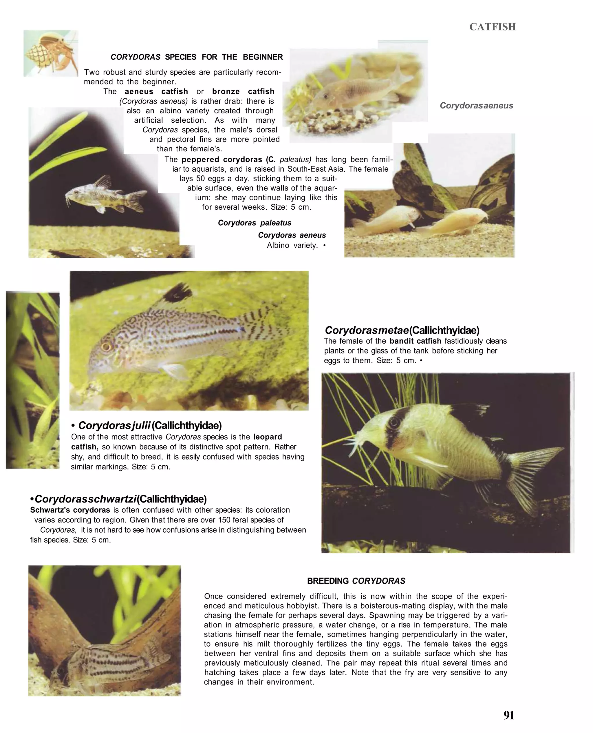 CATFISH

                        CORYDORAS SPECIES FOR THE BEGINNER
                Two robust and sturdy species are particularly recom-
                mended to the beginner.
                    The aeneus catfish or bronze catfish
                        (Corydoras aeneus) is rather drab: there is
                                                                                                                         Corydoras aeneus
                          also an albino variety created through
                            artificial selection. As with many
                              Corydoras species, the male's dorsal
                                 and pectoral fins are more pointed
                                    than the female's.
                                      The peppered corydoras (C. paleatus) has long been famil-
                                        iar to aquarists, and is raised in South-East Asia. The female
                                           lays 50 eggs a day, sticking them to a suit-
                                             able surface, even the walls of the aquar-
                                                ium; she may continue laying like this
                                                  for several weeks. Size: 5 cm.
                                                        Corydoras paleatus
                                                                    Corydoras aeneus
                                                                      Albino variety. •




                                                                                         Corydoras metae (Callichthyidae)
                                                                                         The female of the bandit catfish fastidiously cleans
                                                                                         plants or the glass of the tank before sticking her
                                                                                         eggs to them. Size: 5 cm. •




            • Corydoras julii (Callichthyidae)
            One of the most attractive Corydoras species is the leopard
            catfish, so known because of its distinctive spot pattern. Rather
            shy, and difficult to breed, it is easily confused with species having
            similar markings. Size: 5 cm.



• Corydoras schwartzi (Callichthyidae)
Schwartz's corydoras is often confused with other species: its coloration
  varies according to region. Given that there are over 150 feral species of
    Corydoras, it is not hard to see how confusions arise in distinguishing between
fish species. Size: 5 cm.




                                                                                      BREEDING CORYDORAS
                                                    Once considered extremely difficult, this is now within the scope of the experi-
                                                    enced and meticulous hobbyist. There is a boisterous-mating display, with the male
                                                    chasing the female for perhaps several days. Spawning may be triggered by a vari-
                                                    ation in atmospheric pressure, a water change, or a rise in temperature. The male
                                                    stations himself near the female, sometimes hanging perpendicularly in the water,
                                                    to ensure his milt thoroughly fertilizes the tiny eggs. The female takes the eggs
                                                    between her ventral fins and deposits them on a suitable surface which she has
                                                    previously meticulously cleaned. The pair may repeat this ritual several times and
                                                    hatching takes place a few days later. Note that the fry are very sensitive to any
                                                    changes in their environment.



                                                                                                                                            91
 