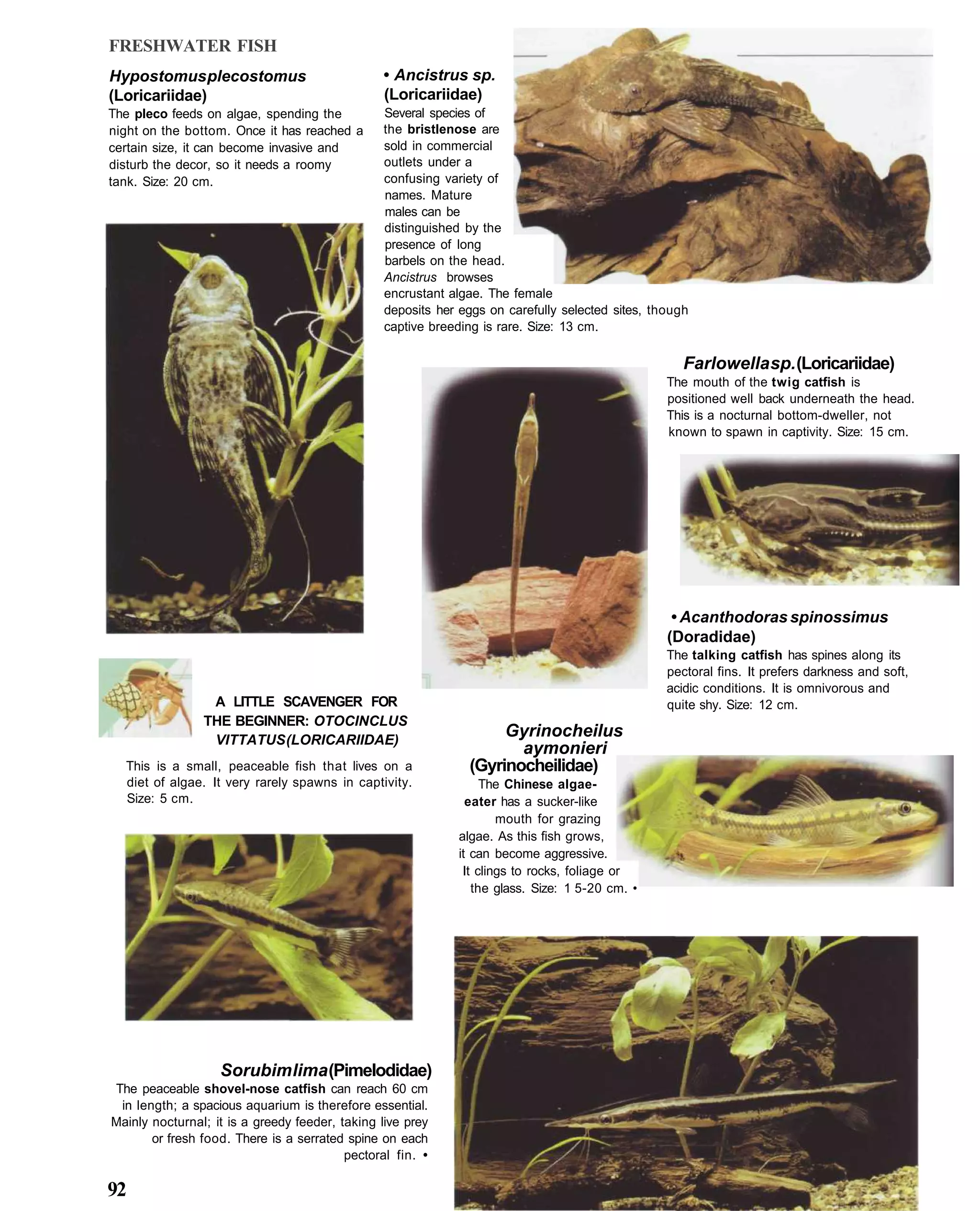 FRESHWATER FISH
Hypostomus plecostomus                           • Ancistrus sp.
(Loricariidae)                                   (Loricariidae)
The pleco feeds on algae, spending the           Several species of
night on the bottom. Once it has reached a       the bristlenose are
certain size, it can become invasive and         sold in commercial
disturb the decor, so it needs a roomy           outlets under a
tank. Size: 20 cm.                               confusing variety of
                                                 names. Mature
                                                 males can be
                                                 distinguished by the
                                                 presence of long
                                                 barbels on the head.
                                                 Ancistrus browses
                                                 encrustant algae. The female
                                                 deposits her eggs on carefully selected sites, though
                                                 captive breeding is rare. Size: 13 cm.

                                                                                                     Farlowella sp. (Loricariidae)
                                                                                                  The mouth of the twig catfish is
                                                                                                  positioned well back underneath the head.
                                                                                                  This is a nocturnal bottom-dweller, not
                                                                                                  known to spawn in captivity. Size: 15 cm.




                                                                                                   • Acanthodoras spinossimus
                                                                                                  (Doradidae)
                                                                                                  The talking catfish has spines along its
                                                                                                  pectoral fins. It prefers darkness and soft,
                                                                                                  acidic conditions. It is omnivorous and
                 A LITTLE SCAVENGER FOR                                                           quite shy. Size: 12 cm.
                THE BEGINNER: OTOCINCLUS
                 VITTATUS (LORICARIIDAE)
                                                                    Gyrinocheilus
                                                                      aymonieri
  This is a small, peaceable fish that lives on a              (Gyrinocheilidae)
  diet of algae. It very rarely spawns in captivity.               The Chinese algae-
  Size: 5 cm.                                                   eater has a sucker-like
                                                                      mouth for grazing
                                                              algae. As this fish grows,
                                                              it can become aggressive.
                                                               It clings to rocks, foliage or
                                                                 the glass. Size: 1 5-20 cm. •




                   Sorubim lima (Pimelodidae)
The peaceable shovel-nose catfish can reach 60 cm
 in length; a spacious aquarium is therefore essential.
Mainly nocturnal; it is a greedy feeder, taking live prey
       or fresh food. There is a serrated spine on each
                                          pectoral fin. •

92
 