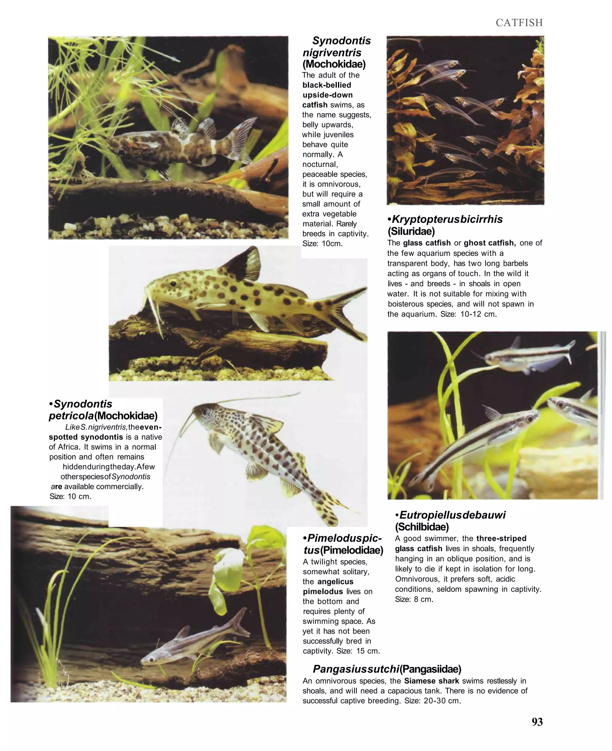 CATFISH
                                         Synodontis
                                       nigriventris
                                       (Mochokidae)
                                       The adult of the
                                       black-bellied
                                       upside-down
                                       catfish swims, as
                                       the name suggests,
                                       belly upwards,
                                       while juveniles
                                       behave quite
                                       normally. A
                                       nocturnal,
                                       peaceable species,
                                       it is omnivorous,
                                       but will require a
                                       small amount of
                                       extra vegetable
                                       material. Rarely          • Kryptopterus bicirrhis
                                       breeds in captivity.      (Siluridae)
                                       Size: 10cm.               The glass catfish or ghost catfish, one of
                                                                 the few aquarium species with a
                                                                 transparent body, has two long barbels
                                                                 acting as organs of touch. In the wild it
                                                                 lives - and breeds - in shoals in open
                                                                 water. It is not suitable for mixing with
                                                                 boisterous species, and will not spawn in
                                                                 the aquarium. Size: 10-12 cm.




• Synodontis
petricola (Mochokidae)
     Like S. nigriventris, the even-
spotted synodontis is a native
of Africa. It swims in a normal
position and often remains
    hidden during the day. A few
    other species of Synodontis
are available commercially.
Size: 10 cm.

                                                                   • Eutropiellus debauwi
                                                                   (Schilbidae)
                                       • Pimelodus pic-            A good swimmer, the three-striped
                                       tus (Pimelodidae)           glass catfish lives in shoals, frequently
                                       A twilight species,         hanging in an oblique position, and is
                                       somewhat solitary,          likely to die if kept in isolation for long.
                                       the angelicus               Omnivorous, it prefers soft, acidic
                                       pimelodus lives on          conditions, seldom spawning in captivity.
                                       the bottom and              Size: 8 cm.
                                       requires plenty of
                                       swimming space. As
                                       yet it has not been
                                       successfully bred in
                                       captivity. Size: 15 cm.

                                          Pangasius sutchi (Pangasiidae)
                                       An omnivorous species, the Siamese shark swims restlessly in
                                       shoals, and will need a capacious tank. There is no evidence of
                                       successful captive breeding. Size: 20-30 cm.

                                                                                                            93
 