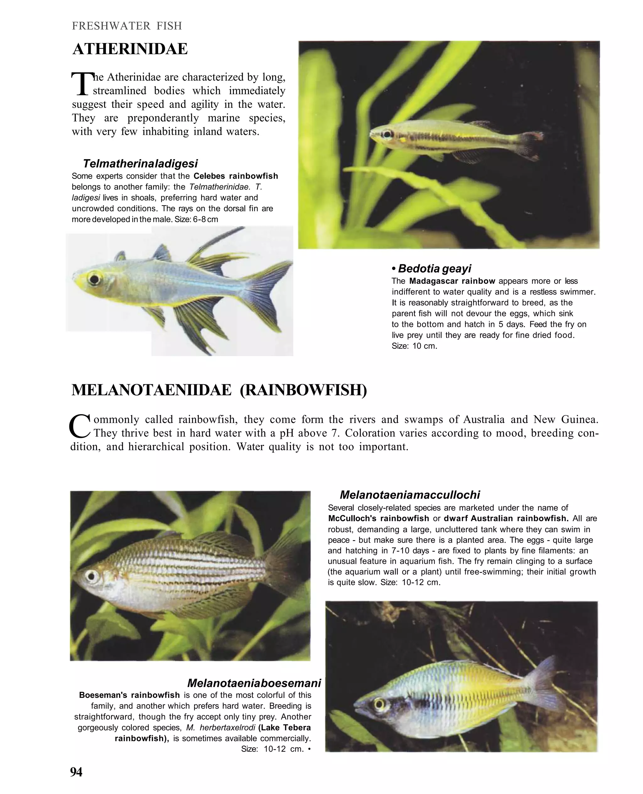 FRESHWATER FISH

ATHERINIDAE

T   he Atherinidae are characterized by long,
    streamlined bodies which immediately
suggest their speed and agility in the water.
They are preponderantly marine species,
with very few inhabiting inland waters.

  Telmatherina ladigesi
Some experts consider that the Celebes rainbowfish
belongs to another family: the Telmatherinidae. T.
ladigesi lives in shoals, preferring hard water and
uncrowded conditions. The rays on the dorsal fin are
more developed in the male. Size: 6-8 cm




                                                                                  • Bedotia geayi
                                                                                  The Madagascar rainbow appears more or less
                                                                                  indifferent to water quality and is a restless swimmer.
                                                                                  It is reasonably straightforward to breed, as the
                                                                                  parent fish will not devour the eggs, which sink
                                                                                  to the bottom and hatch in 5 days. Feed the fry on
                                                                                  live prey until they are ready for fine dried food.
                                                                                  Size: 10 cm.




MELANOTAENIIDAE (RAINBOWFISH)

C    ommonly called rainbowfish, they come form the rivers and swamps of Australia and New Guinea.
     They thrive best in hard water with a pH above 7. Coloration varies according to mood, breeding con-
dition, and hierarchical position. Water quality is not too important.



                                                                    Melanotaenia maccullochi
                                                                 Several closely-related species are marketed under the name of
                                                                 McCulloch's rainbowfish or dwarf Australian rainbowfish. All are
                                                                 robust, demanding a large, uncluttered tank where they can swim in
                                                                 peace - but make sure there is a planted area. The eggs - quite large
                                                                 and hatching in 7-10 days - are fixed to plants by fine filaments: an
                                                                 unusual feature in aquarium fish. The fry remain clinging to a surface
                                                                 (the aquarium wall or a plant) until free-swimming; their initial growth
                                                                 is quite slow. Size: 10-12 cm.




                             Melanotaenia boesemani
 Boeseman's rainbowfish is one of the most colorful of this
     family, and another which prefers hard water. Breeding is
straightforward, though the fry accept only tiny prey. Another
 gorgeously colored species, M. herbertaxelrodi (Lake Tebera
            rainbowfish), is sometimes available commercially.
                                            Size: 10-12 cm. •

94
 