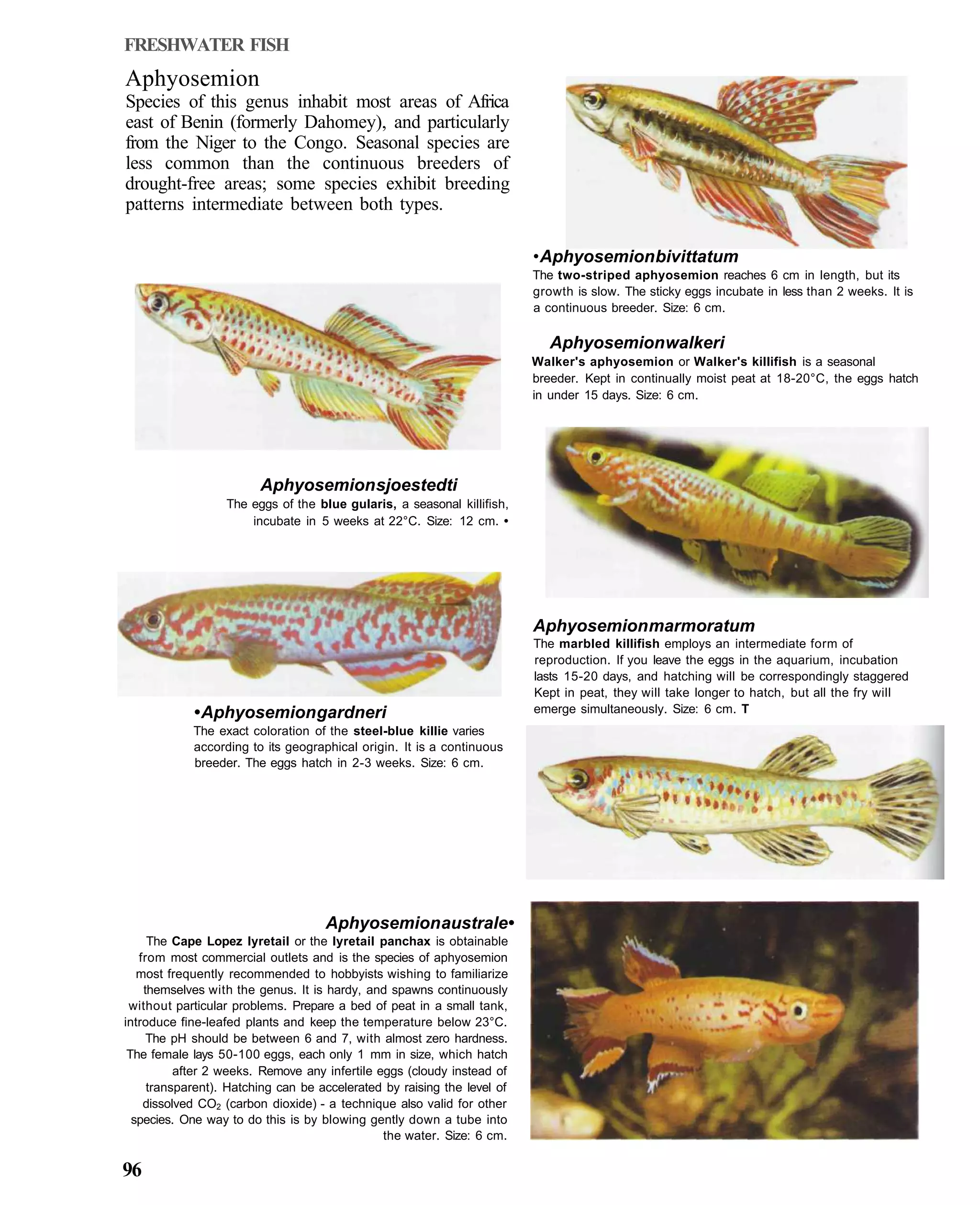 FRESHWATER FISH
Aphyosemion
Species of this genus inhabit most areas of Africa
east of Benin (formerly Dahomey), and particularly
from the Niger to the Congo. Seasonal species are
less common than the continuous breeders of
drought-free areas; some species exhibit breeding
patterns intermediate between both types.

                                                                         • Aphyosemion bivittatum
                                                                         The two-striped aphyosemion reaches 6 cm in length, but its
                                                                         growth is slow. The sticky eggs incubate in less than 2 weeks. It is
                                                                         a continuous breeder. Size: 6 cm.

                                                                            Aphyosemion walkeri
                                                                         Walker's aphyosemion or Walker's killifish is a seasonal
                                                                         breeder. Kept in continually moist peat at 18-20°C, the eggs hatch
                                                                         in under 15 days. Size: 6 cm.




                        Aphyosemion sjoestedti
                  The eggs of the blue gularis, a seasonal killifish,
                      incubate in 5 weeks at 22°C. Size: 12 cm. •




                                                                         Aphyosemion marmoratum
                                                                         The marbled killifish employs an intermediate form of
                                                                         reproduction. If you leave the eggs in the aquarium, incubation
                                                                         lasts 15-20 days, and hatching will be correspondingly staggered
                                                                         Kept in peat, they will take longer to hatch, but all the fry will
            • Aphyosemion gardneri                                       emerge simultaneously. Size: 6 cm. T
            The exact coloration of the steel-blue killie varies
            according to its geographical origin. It is a continuous
            breeder. The eggs hatch in 2-3 weeks. Size: 6 cm.




                                    Aphyosemion australe •
     The Cape Lopez lyretail or the lyretail panchax is obtainable
   from most commercial outlets and is the species of aphyosemion
   most frequently recommended to hobbyists wishing to familiarize
    themselves with the genus. It is hardy, and spawns continuously
 without particular problems. Prepare a bed of peat in a small tank,
introduce fine-leafed plants and keep the temperature below 23°C.
     The pH should be between 6 and 7, with almost zero hardness.
 The female lays 50-100 eggs, each only 1 mm in size, which hatch
          after 2 weeks. Remove any infertile eggs (cloudy instead of
     transparent). Hatching can be accelerated by raising the level of
    dissolved CO2 (carbon dioxide) - a technique also valid for other
  species. One way to do this is by blowing gently down a tube into
                                               the water. Size: 6 cm.

96
 