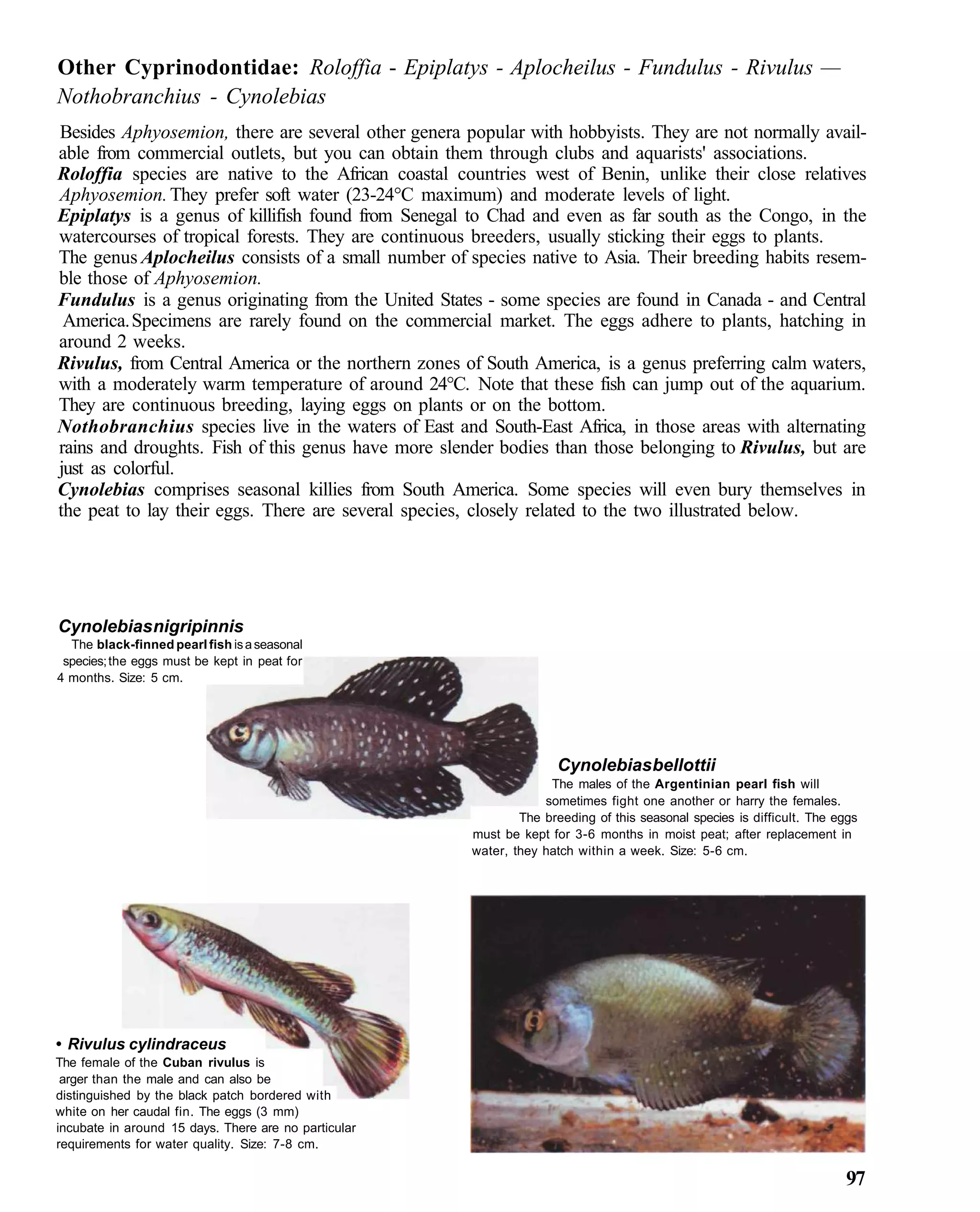 Other Cyprinodontidae: Roloffia - Epiplatys - Aplocheilus - Fundulus - Rivulus —
Nothobranchius - Cynolebias
Besides Aphyosemion, there are several other genera popular with hobbyists. They are not normally avail-
able from commercial outlets, but you can obtain them through clubs and aquarists' associations.
Roloffia species are native to the African coastal countries west of Benin, unlike their close relatives
Aphyosemion. They prefer soft water (23-24°C maximum) and moderate levels of light.
Epiplatys is a genus of killifish found from Senegal to Chad and even as far south as the Congo, in the
watercourses of tropical forests. They are continuous breeders, usually sticking their eggs to plants.
The genus Aplocheilus consists of a small number of species native to Asia. Their breeding habits resem-
ble those of Aphyosemion.
Fundulus is a genus originating from the United States - some species are found in Canada - and Central
 America. Specimens are rarely found on the commercial market. The eggs adhere to plants, hatching in
around 2 weeks.
Rivulus, from Central America or the northern zones of South America, is a genus preferring calm waters,
with a moderately warm temperature of around 24°C. Note that these fish can jump out of the aquarium.
They are continuous breeding, laying eggs on plants or on the bottom.
Nothobranchius species live in the waters of East and South-East Africa, in those areas with alternating
rains and droughts. Fish of this genus have more slender bodies than those belonging to Rivulus, but are
just as colorful.
Cynolebias comprises seasonal killies from South America. Some species will even bury themselves in
the peat to lay their eggs. There are several species, closely related to the two illustrated below.




Cynolebias nigripinnis
  The black-finned pearl fish is a seasonal
 species; the eggs must be kept in peat for
4 months. Size: 5 cm.




                                                                     Cynolebias bellottii
                                                                   The males of the Argentinian pearl fish will
                                                                  sometimes fight one another or harry the females.
                                                              The breeding of this seasonal species is difficult. The eggs
                                                      must be kept for 3-6 months in moist peat; after replacement in
                                                      water, they hatch within a week. Size: 5-6 cm.




• Rivulus cylindraceus
The female of the Cuban rivulus is
 arger than the male and can also be
distinguished by the black patch bordered with
white on her caudal fin. The eggs (3 mm)
incubate in around 15 days. There are no particular
requirements for water quality. Size: 7-8 cm.

                                                                                                                        97
 