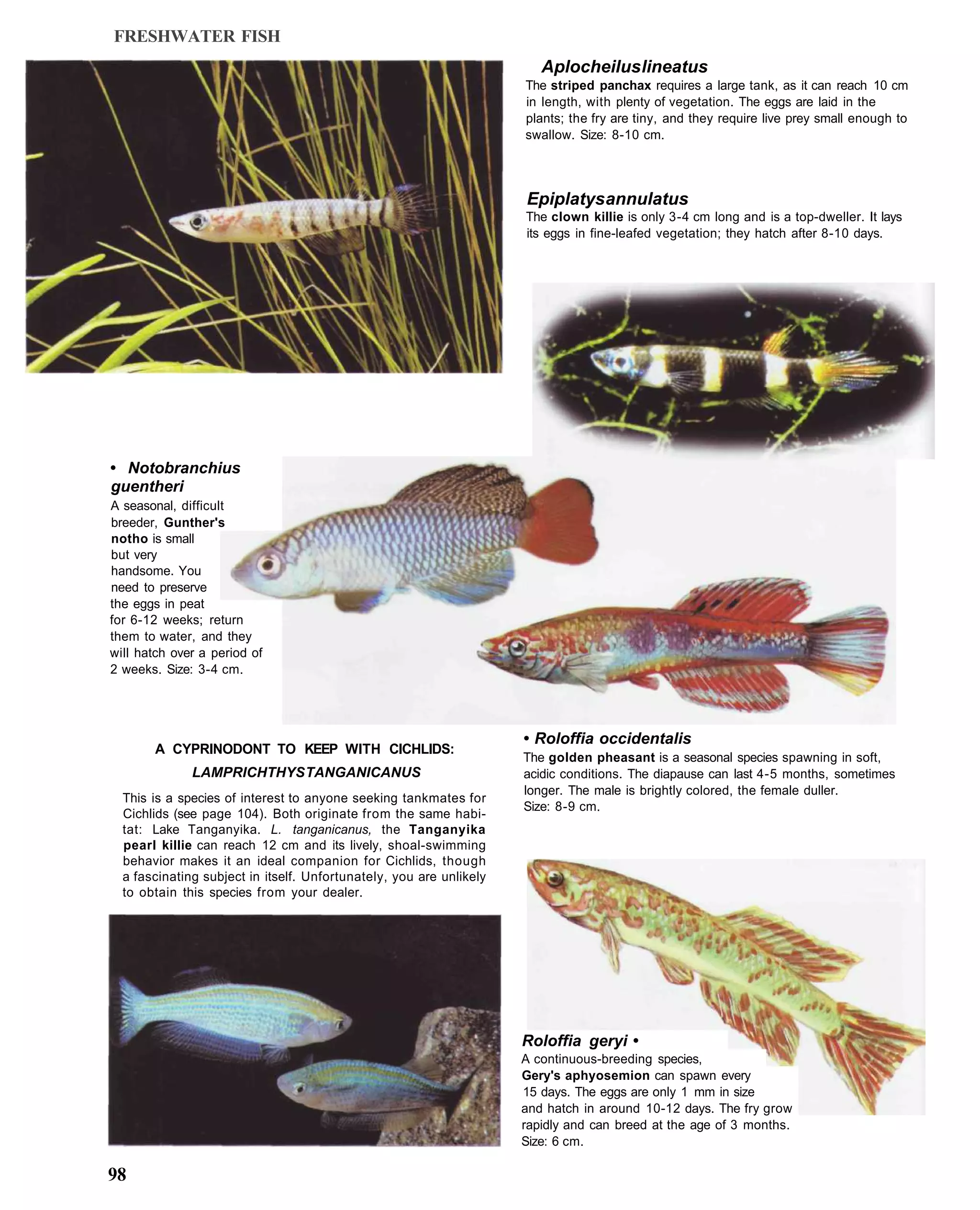 FRESHWATER FISH
                                                                        Aplocheilus lineatus
                                                                     The striped panchax requires a large tank, as it can reach 10 cm
                                                                     in length, with plenty of vegetation. The eggs are laid in the
                                                                     plants; the fry are tiny, and they require live prey small enough to
                                                                     swallow. Size: 8-10 cm.




                                                                     Epiplatys annulatus
                                                                     The clown killie is only 3-4 cm long and is a top-dweller. It lays
                                                                     its eggs in fine-leafed vegetation; they hatch after 8-10 days.




• Notobranchius
guentheri
A seasonal, difficult
breeder, Gunther's
notho is small
but very
handsome. You
need to preserve
the eggs in peat
for 6-12 weeks; return
them to water, and they
will hatch over a period of
2 weeks. Size: 3-4 cm.




                                                                     • Roloffia occidentalis
        A CYPRINODONT TO KEEP WITH CICHLIDS:
                                                                     The golden pheasant is a seasonal species spawning in soft,
              LAMPRICHTHYS TANGANICANUS                              acidic conditions. The diapause can last 4-5 months, sometimes
                                                                     longer. The male is brightly colored, the female duller.
  This is a species of interest to anyone seeking tankmates for
                                                                     Size: 8-9 cm.
  Cichlids (see page 104). Both originate from the same habi-
  tat: Lake Tanganyika. L. tanganicanus, the Tanganyika
  pearl killie can reach 12 cm and its lively, shoal-swimming
  behavior makes it an ideal companion for Cichlids, though
  a fascinating subject in itself. Unfortunately, you are unlikely
  to obtain this species from your dealer.




                                                                     Roloffia geryi •
                                                                     A continuous-breeding species,
                                                                     Gery's aphyosemion can spawn every
                                                                     15 days. The eggs are only 1 mm in size
                                                                     and hatch in around 10-12 days. The fry grow
                                                                     rapidly and can breed at the age of 3 months.
                                                                     Size: 6 cm.

98
 