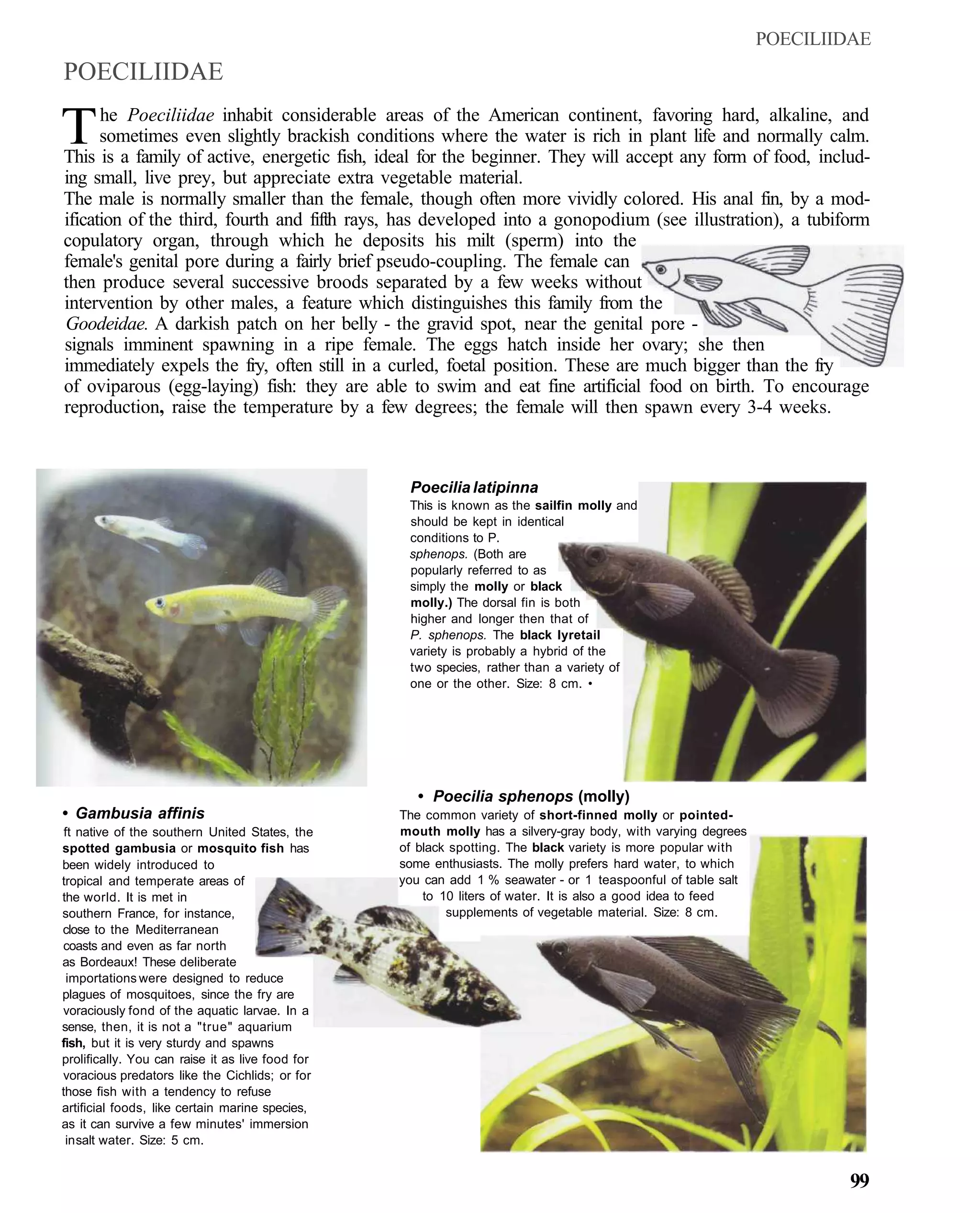 POECILIIDAE
POECILIIDAE

T     he Poeciliidae inhabit considerable areas of the American continent, favoring hard, alkaline, and
      sometimes even slightly brackish conditions where the water is rich in plant life and normally calm.
This is a family of active, energetic fish, ideal for the beginner. They will accept any form of food, includ-
ing small, live prey, but appreciate extra vegetable material.
The male is normally smaller than the female, though often more vividly colored. His anal fin, by a mod-
ification of the third, fourth and fifth rays, has developed into a gonopodium (see illustration), a tubiform
copulatory organ, through which he deposits his milt (sperm) into the
female's genital pore during a fairly brief pseudo-coupling. The female can
then produce several successive broods separated by a few weeks without
intervention by other males, a feature which distinguishes this family from the
Goodeidae. A darkish patch on her belly - the gravid spot, near the genital pore -
signals imminent spawning in a ripe female. The eggs hatch inside her ovary; she then
immediately expels the fry, often still in a curled, foetal position. These are much bigger than the fry
of oviparous (egg-laying) fish: they are able to swim and eat fine artificial food on birth. To encourage
reproduction, raise the temperature by a few degrees; the female will then spawn every 3-4 weeks.



                                                   Poecilia latipinna
                                                   This is known as the sailfin molly and
                                                   should be kept in identical
                                                   conditions to P.
                                                   sphenops. (Both are
                                                   popularly referred to as
                                                   simply the molly or black
                                                   molly.) The dorsal fin is both
                                                   higher and longer then that of
                                                   P. sphenops. The black lyretail
                                                   variety is probably a hybrid of the
                                                   two species, rather than a variety of
                                                   one or the other. Size: 8 cm. •




                                                     • Poecilia sphenops (molly)
• Gambusia affinis                                The common variety of short-finned molly or pointed-
 ft native of the southern United States, the     mouth molly has a silvery-gray body, with varying degrees
spotted gambusia or mosquito fish has             of black spotting. The black variety is more popular with
been widely introduced to                         some enthusiasts. The molly prefers hard water, to which
tropical and temperate areas of                   you can add 1 % seawater - or 1 teaspoonful of table salt
the world. It is met in                               to 10 liters of water. It is also a good idea to feed
southern France, for instance,                            supplements of vegetable material. Size: 8 cm.
close to the Mediterranean
coasts and even as far north
as Bordeaux! These deliberate
  importations were designed to reduce
plagues of mosquitoes, since the fry are
voraciously fond of the aquatic larvae. In a
sense, then, it is not a "true" aquarium
fish, but it is very sturdy and spawns
prolifically. You can raise it as live food for
voracious predators like the Cichlids; or for
those fish with a tendency to refuse
artificial foods, like certain marine species,
as it can survive a few minutes' immersion
 in salt water. Size: 5 cm.


                                                                                                                      99
 