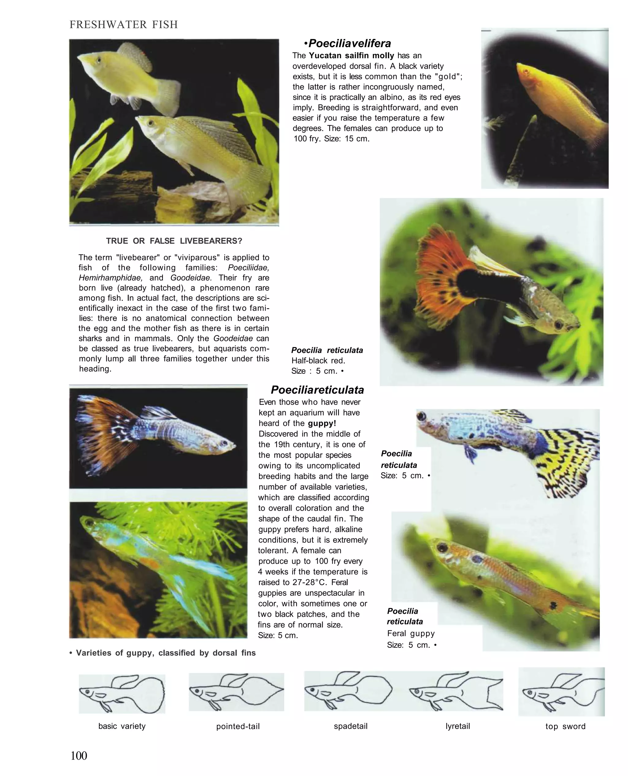 FRESHWATER FISH
                                                                  • Poecilia velifera
                                                               The Yucatan sailfin molly has an
                                                               overdeveloped dorsal fin. A black variety
                                                               exists, but it is less common than the "gold";
                                                               the latter is rather incongruously named,
                                                               since it is practically an albino, as its red eyes
                                                               imply. Breeding is straightforward, and even
                                                               easier if you raise the temperature a few
                                                               degrees. The females can produce up to
                                                               100 fry. Size: 15 cm.




         TRUE OR FALSE LIVEBEARERS?

  The term "livebearer" or "viviparous" is applied to
  fish of the following families: Poeciliidae,
  Hemirhamphidae, and Goodeidae. Their fry are
  born live (already hatched), a phenomenon rare
  among fish. In actual fact, the descriptions are sci-
  entifically inexact in the case of the first two fami-
  lies: there is no anatomical connection between
  the egg and the mother fish as there is in certain
  sharks and in mammals. Only the Goodeidae can
  be classed as true livebearers, but aquarists com-           Poecilia reticulata
  monly lump all three families together under this            Half-black red.
  heading.                                                     Size : 5 cm. •

                                                           Poecilia reticulata
                                                     Even those who have never
                                                    kept an aquarium will have
                                                    heard of the guppy!
                                                    Discovered in the middle of
                                                    the 19th century, it is one of
                                                    the most popular species            Poecilia
                                                    owing to its uncomplicated          reticulata
                                                    breeding habits and the large       Size: 5 cm. •
                                                    number of available varieties,
                                                    which are classified according
                                                    to overall coloration and the
                                                    shape of the caudal fin. The
                                                    guppy prefers hard, alkaline
                                                    conditions, but it is extremely
                                                    tolerant. A female can
                                                    produce up to 100 fry every
                                                    4 weeks if the temperature is
                                                    raised to 27-28°C. Feral
                                                    guppies are unspectacular in
                                                    color, with sometimes one or
                                                    two black patches, and the            Poecilia
                                                    fins are of normal size.              reticulata
                                                    Size: 5 cm.                           Feral guppy
                                                                                          Size: 5 cm. •
• Varieties of guppy, classified by dorsal fins




       basic variety                    pointed-tail                       spadetail                        lyretail   top sword


100
 