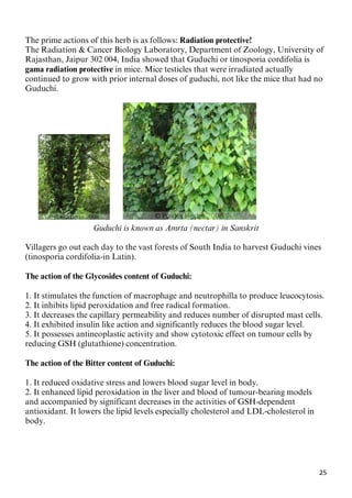25
The prime actions of this herb is as follows: Radiation protective!
The Radiation & Cancer Biology Laboratory, Department of Zoology, University of
Rajasthan, Jaipur 302 004, India showed that Guduchi or tinosporia cordifolia is
gama radiation protective in mice. Mice testicles that were irradiated actually
continued to grow with prior internal doses of guduchi, not like the mice that had no
Guduchi.
Guduchi is known as Amrta (nectar) in Sanskrit
Villagers go out each day to the vast forests of South India to harvest Guduchi vines
(tinosporia cordifolia-in Latin).
The action of the Glycosides content of Guduchi:
1. It stimulates the function of macrophage and neutrophilla to produce leucocytosis.
2. It inhibits lipid peroxidation and free radical formation.
3. It decreases the capillary permeability and reduces number of disrupted mast cells.
4. It exhibited insulin like action and significantly reduces the blood sugar level.
5. It possesses antineoplastic activity and show cytotoxic effect on tumour cells by
reducing GSH (glutathione) concentration.
The action of the Bitter content of Guduchi:
1. It reduced oxidative stress and lowers blood sugar level in body.
2. It enhanced lipid peroxidation in the liver and blood of tumour-bearing models
and accompanied by significant decreases in the activities of GSH-dependent
antioxidant. It lowers the lipid levels especially cholesterol and LDL-cholesterol in
body.
 