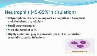 Neutrophils (45-65% in cirulation)
 Polymorphonuclear cells along with esinophils and basophils(
multi lobulated 2-5 lobules)
 Small purple garnules
 Most abundant of WBC
 Highly motile and play role in acute phase of inflammation
especially bacterial infections
 
