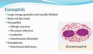 Esinophils
 Large orange granules and usually bilobed
 Stain red dye eosin
 Esionphilia
 Allergic reaction
 Par acetic infection
 Leukemia
 Autoimmune disoredrs
 Esinophenia
 Nutritional deficiency
 