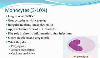 Monocytes (3-10%)
 Largest of all WBCs
 Grey cytoplasm with vacuoles
 Irregular nucleus, linear chromatin
 Approach three time of RBC diameter
 Play role in chronic inflammation, viral infections
 Stored in spleen and very motile
 What they do
 Phagocytosis
 Antigen presentation
 Cytokines production
 