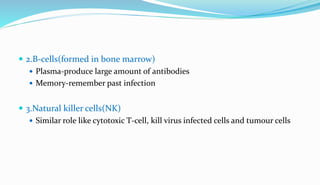  2.B-cells(formed in bone marrow)
 Plasma-produce large amount of antibodies
 Memory-remember past infection
 3.Natural killer cells(NK)
 Similar role like cytotoxic T-cell, kill virus infected cells and tumour cells
 