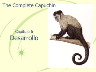 The Complete Capuchin Capítulo 6 Desarrollo 
