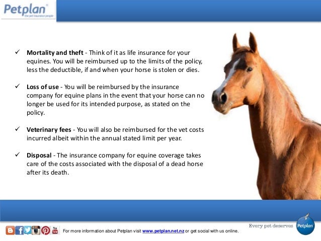 The Complete Guide to Equine Insurance Quote Comparison