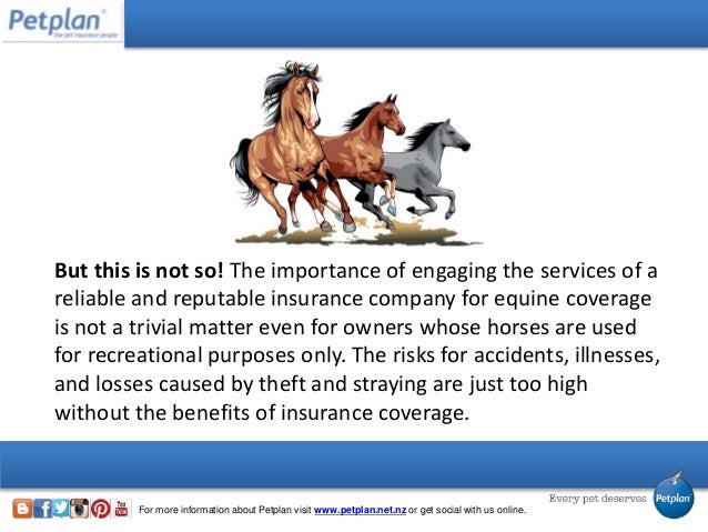 The Complete Guide to Equine Insurance Quote Comparison