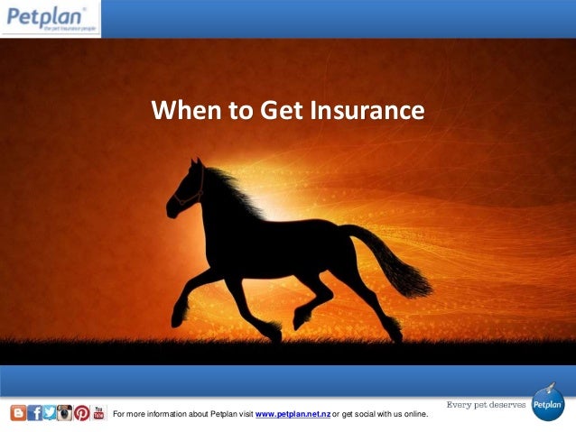 The Complete Guide to Equine Insurance Quote Comparison