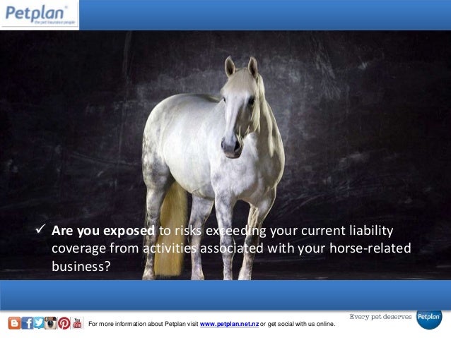 The Complete Guide to Equine Insurance Quote Comparison