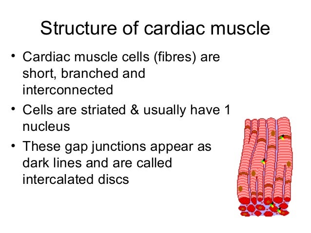 The completemuscular system