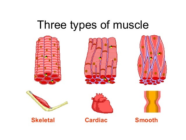 The completemuscular system