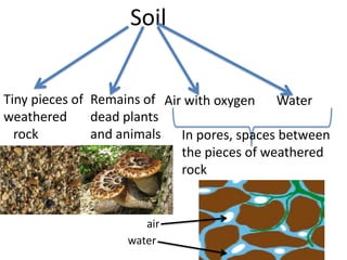 Soil


Tiny pieces of Remains of Air with oxygen Water
weathered      dead plants
  rock         and animals In pores, spaces between
                             the pieces of weathered
                             rock


                      air
                   water
 