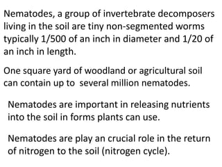 Nematodes, a group of invertebrate decomposers
living in the soil are tiny non-segmented worms
typically 1/500 of an inch in diameter and 1/20 of
an inch in length.
One square yard of woodland or agricultural soil
can contain up to several million nematodes.

 Nematodes are important in releasing nutrients
 into the soil in forms plants can use.

 Nematodes are play an crucial role in the return
 of nitrogen to the soil (nitrogen cycle).
 