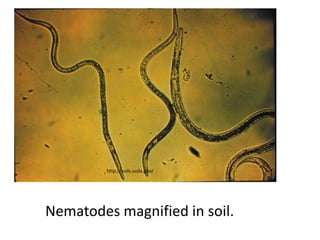http://soils.usda.gov/




Nematodes magnified in soil.
 