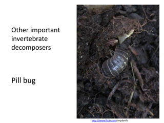 Other important
invertebrate
decomposers



Pill bug



                  http://www.flickr.comzimpdenfis
 