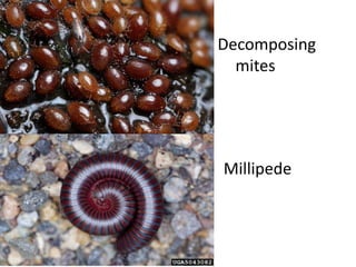 Decomposing
  mites




Millipede
 