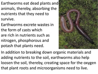 Earthworms eat dead plants and
animals, thereby, absorbing the
nutrients that they need to
survive.
Earthworms excrete wastes in
the form of casts which
are rich in nutrients such as
nitrogen, phosphorous and
potash that plants need.
In addition to breaking down organic materials and
adding nutrients to the soil, earthworms also help
loosen the soil, thereby, creating space for the oxygen
that plant roots and microorganisms need to live.
 