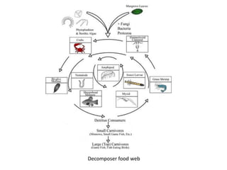Decomposer food web
 