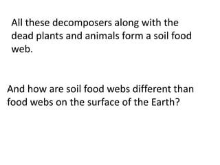 All these decomposers along with the
dead plants and animals form a soil food
web.


And how are soil food webs different than
food webs on the surface of the Earth?
 