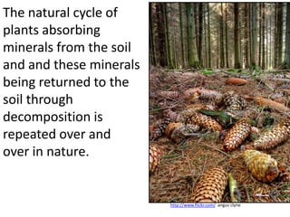 The natural cycle of
plants absorbing
minerals from the soil
and and these minerals
being returned to the
soil through
decomposition is
repeated over and
over in nature.


                         http://www.flickr.com/ angus clyne
 