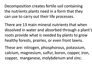 Decomposition creates fertile soil containing
the nutrients plants need in a form that they
can use to carry out their life processes.
There are 13 main mineral nutrients that when
dissolved in water and absorbed through a plant's
roots provide what is needed by plants to grow
healthy forests, prairies, or even front lawns.
These are: nitrogen, phosphorous, potassium,
calcium, magnesium, sulfur, boron, copper, iron,
copper, manganese, molybdenum and zinc.
 