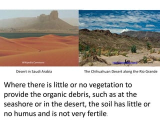 Wikipedia Commons                     http://www.flickr.com/ Cory Leopold


    Desert in Saudi Arabia   The Chihuahuan Desert along the Rio Grande


Where there is little or no vegetation to
provide the organic debris, such as at the
seashore or in the desert, the soil has little or
no humus and is not very fertile.
 